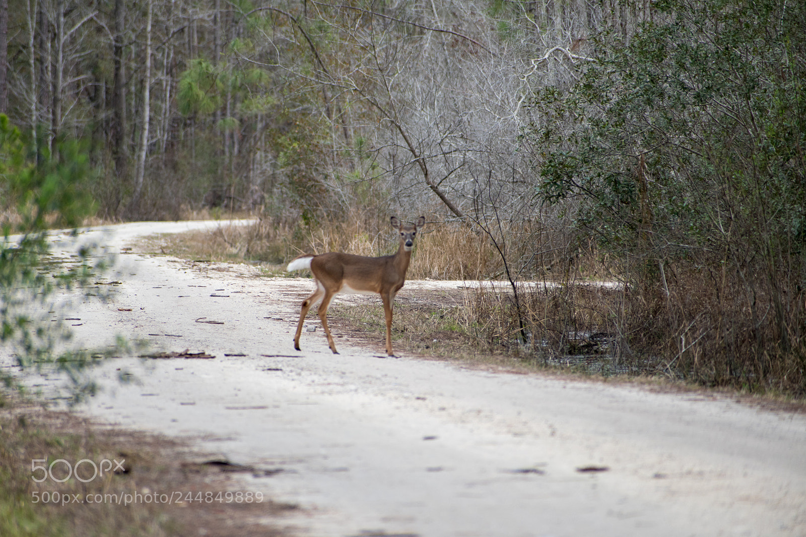Nikon D5500 sample photo. White-tailed doe photography