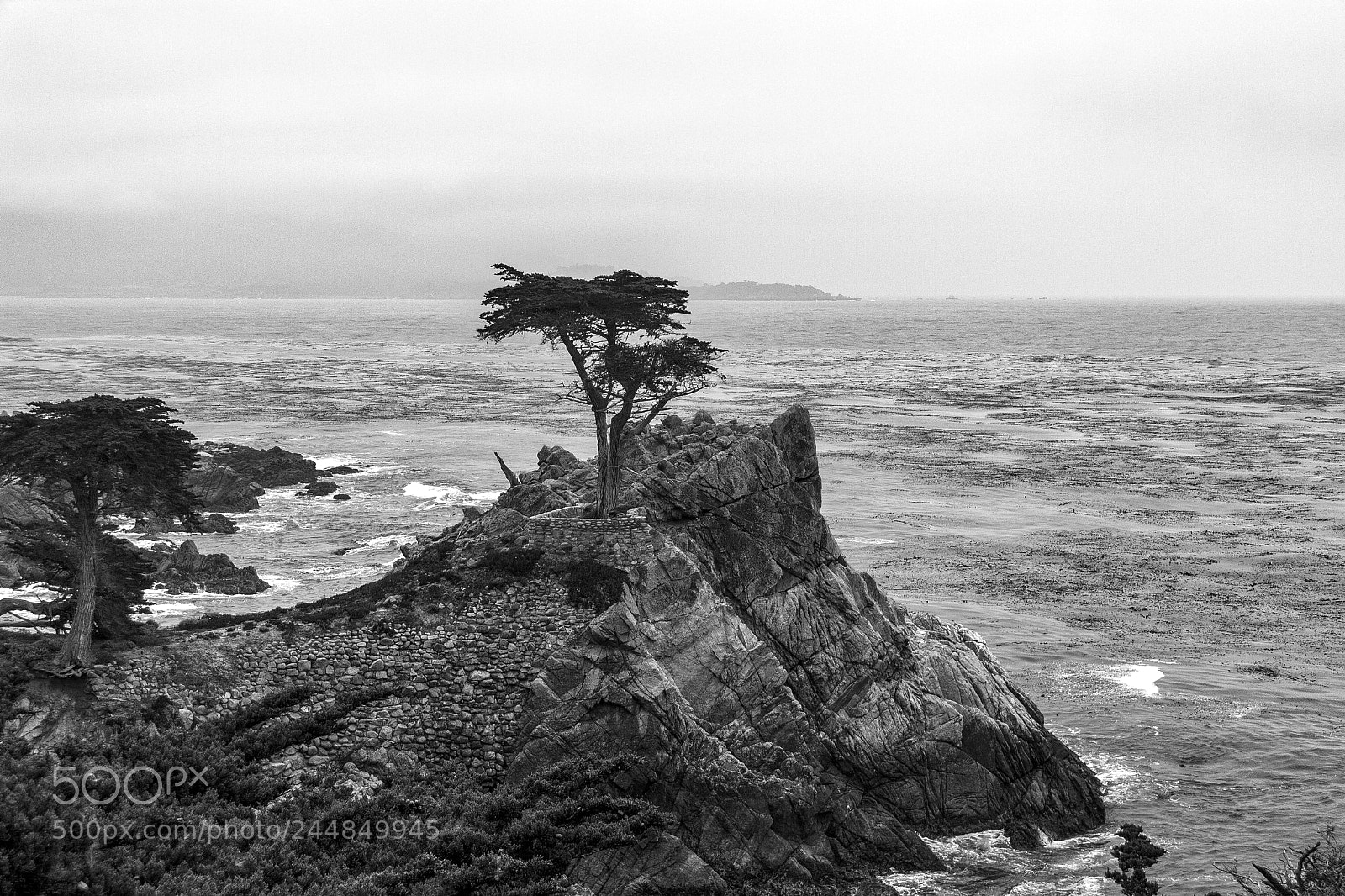 Canon EOS 1000D (EOS Digital Rebel XS / EOS Kiss F) sample photo. Lone cypress photography