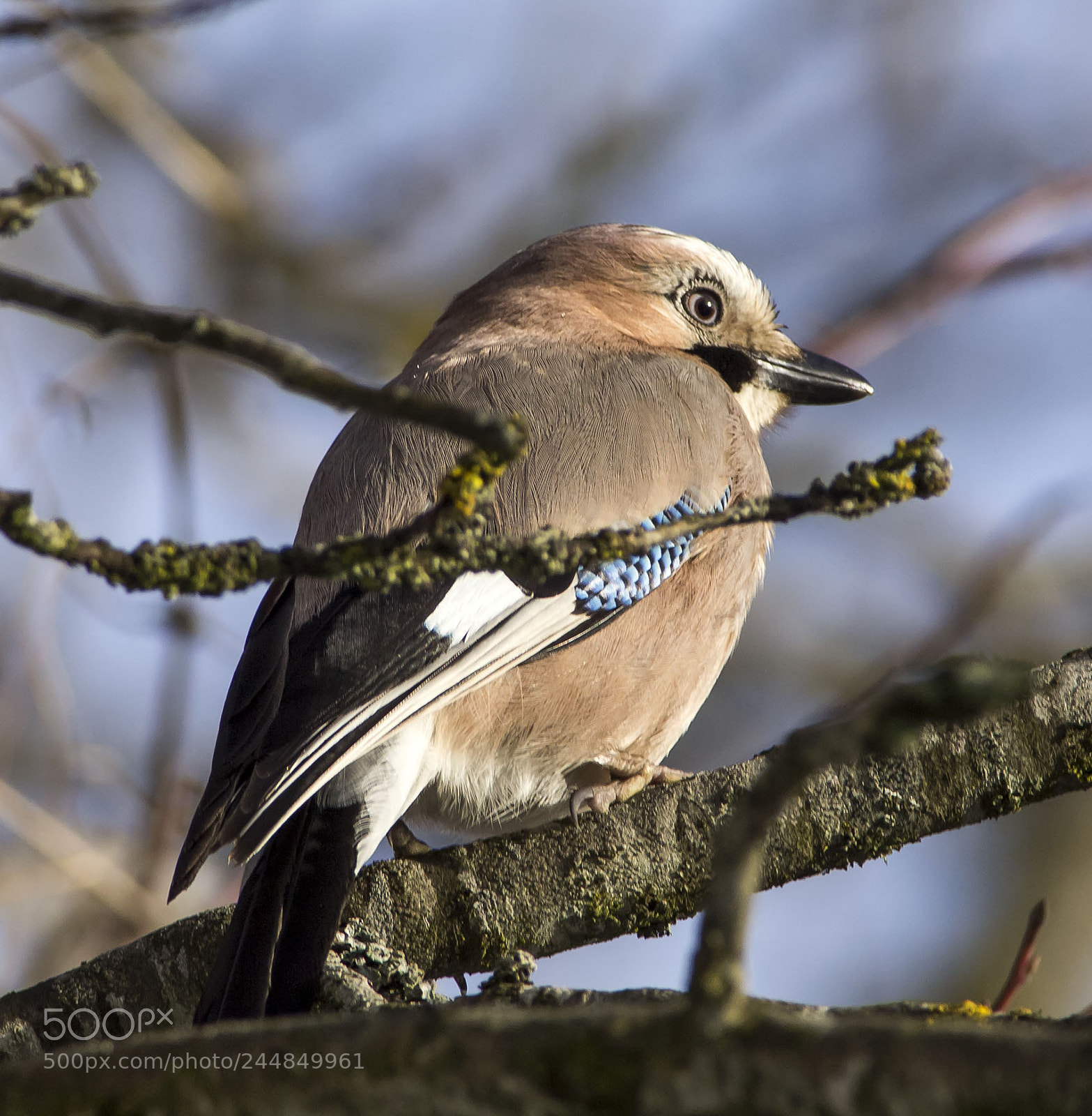 Olympus E-5 sample photo. Eurasian jay photography
