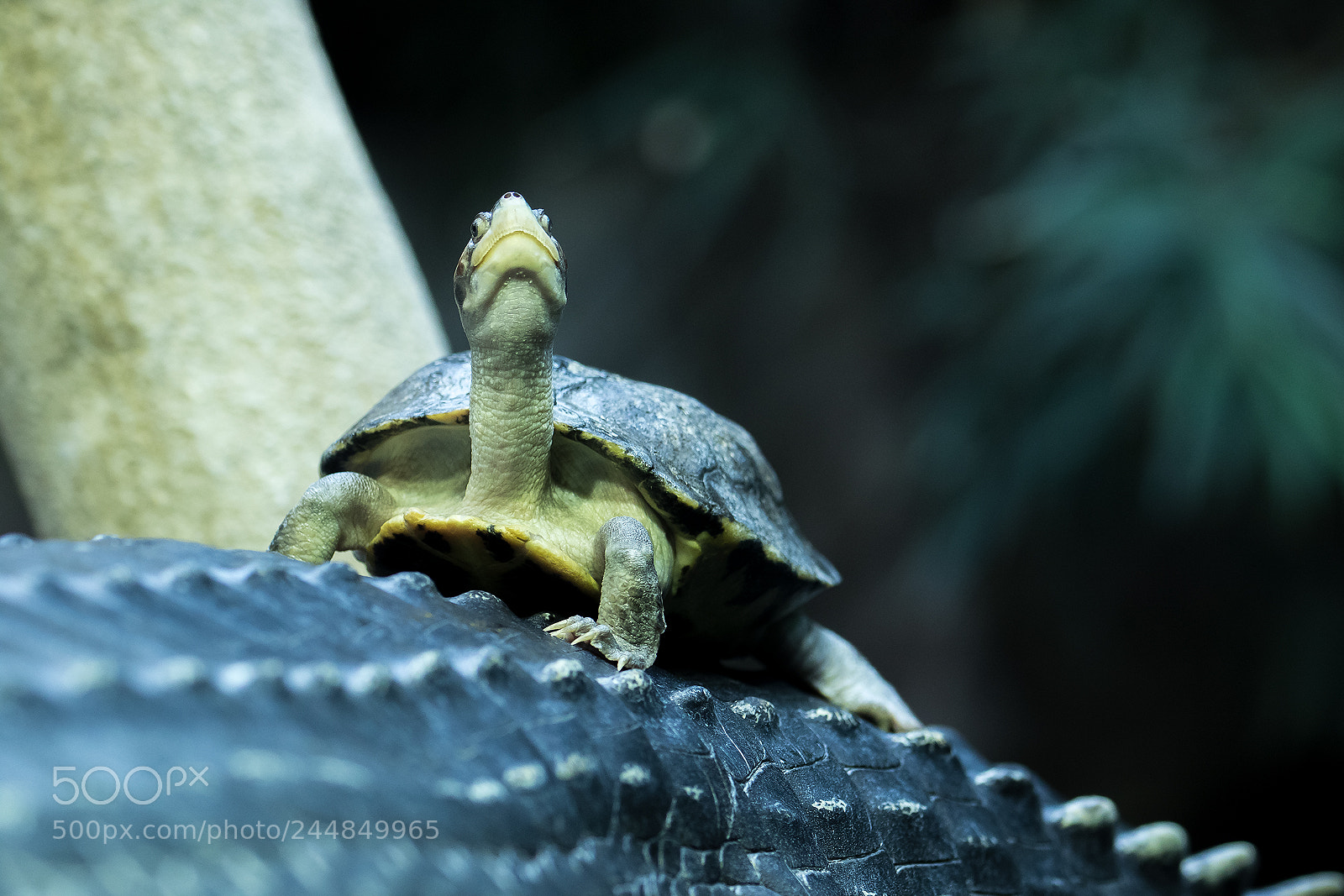 Canon EOS 7D Mark II sample photo. Untitled photography