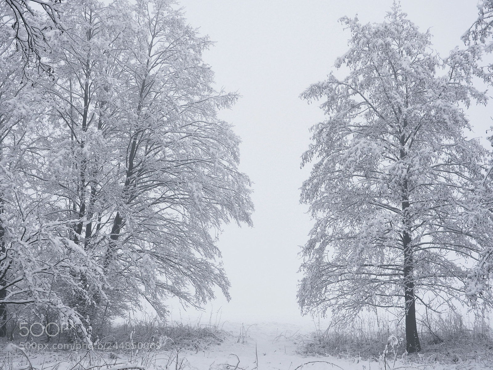 Nikon D5100 sample photo. 39. winter photography