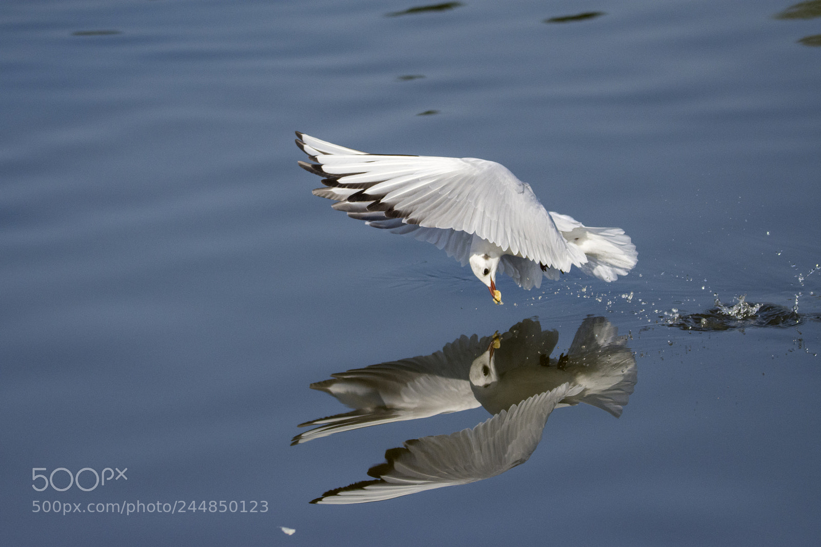 Nikon D7200 sample photo. Seagull photography