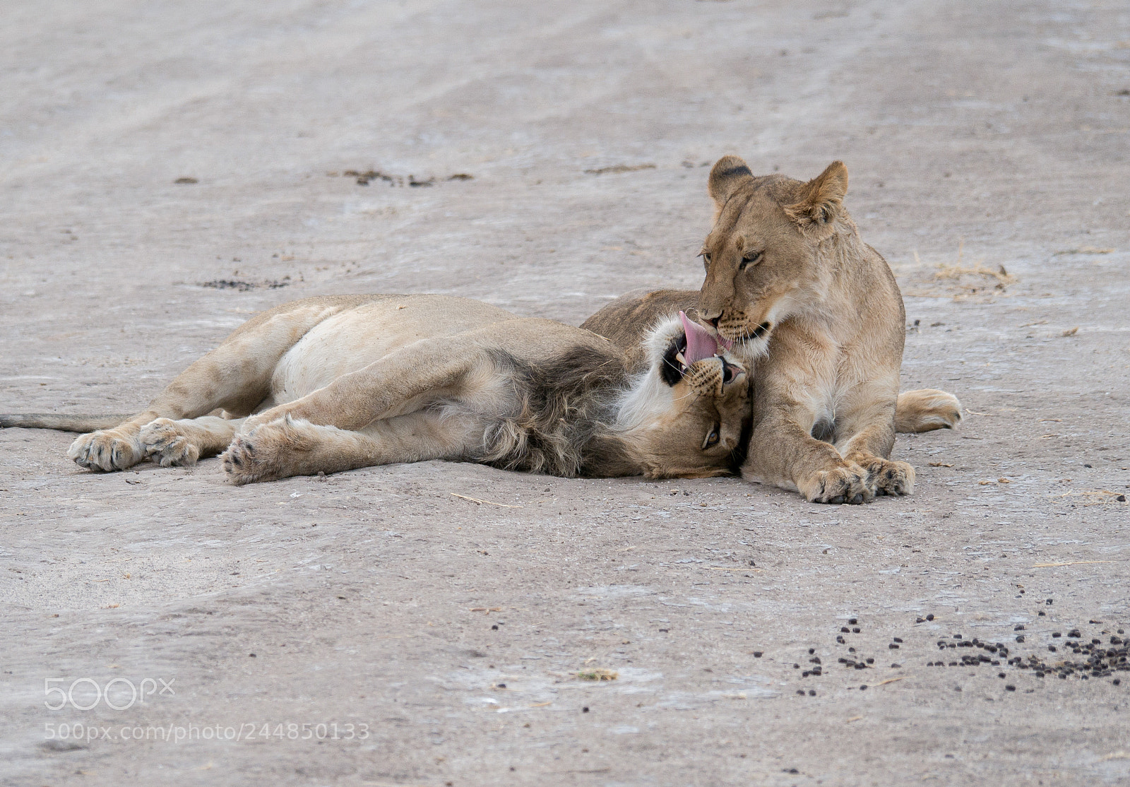 Panasonic DMC-G70 sample photo. Lion youngsters photography