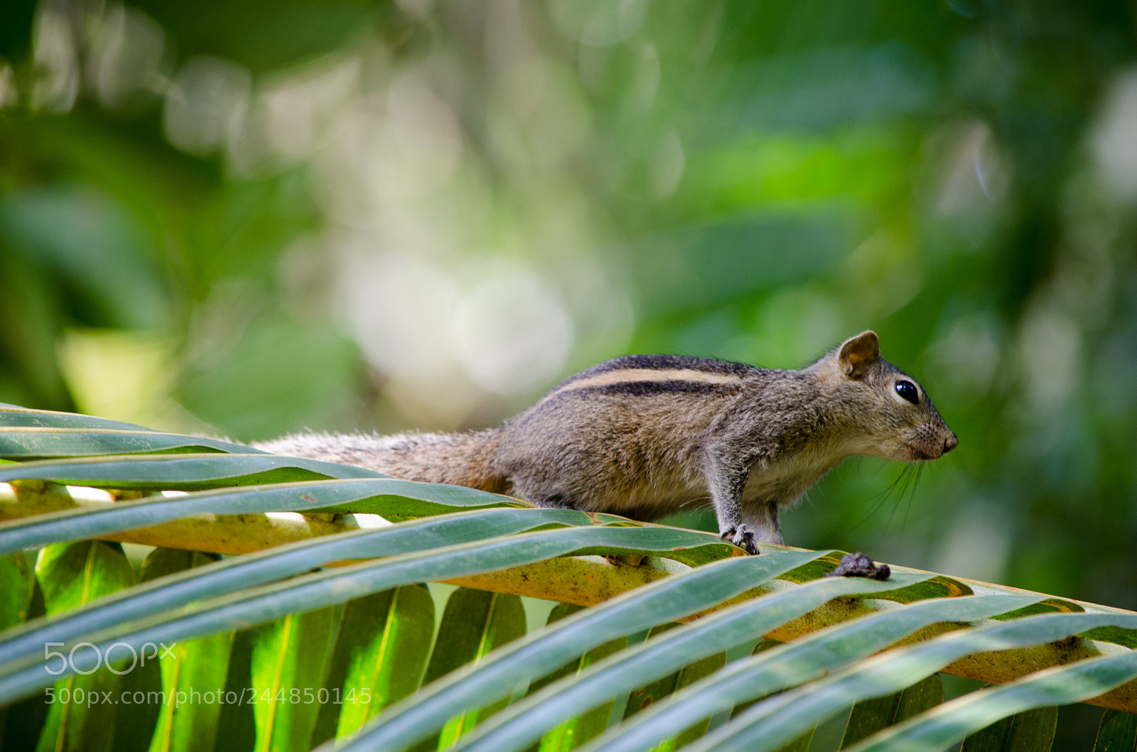 Nikon D5100 sample photo. Funambulus palmarum photography