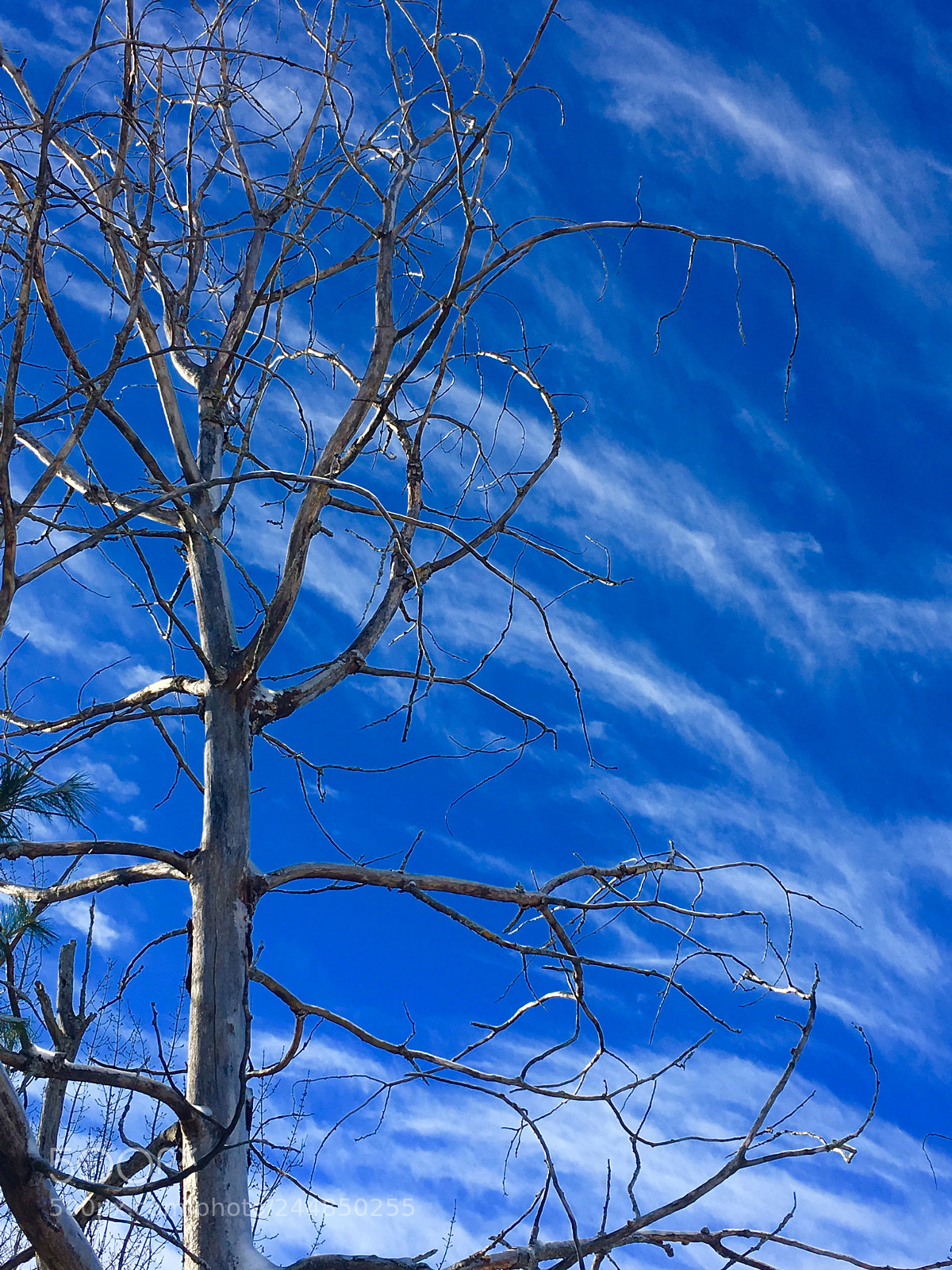 Apple iPhone 6s Plus sample photo. Deep blue sky photography