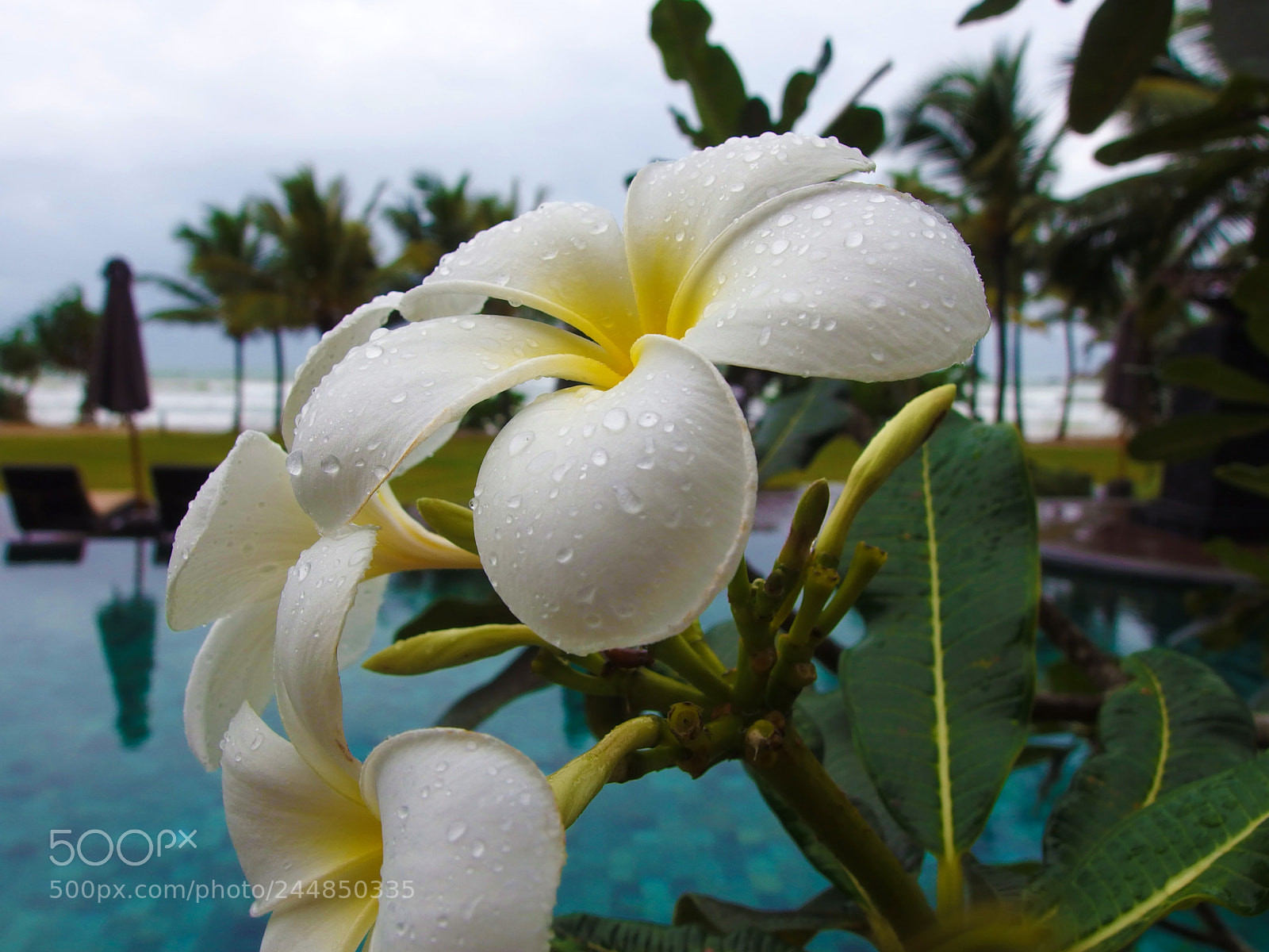 Olympus XZ-2 iHS sample photo. After rain photography