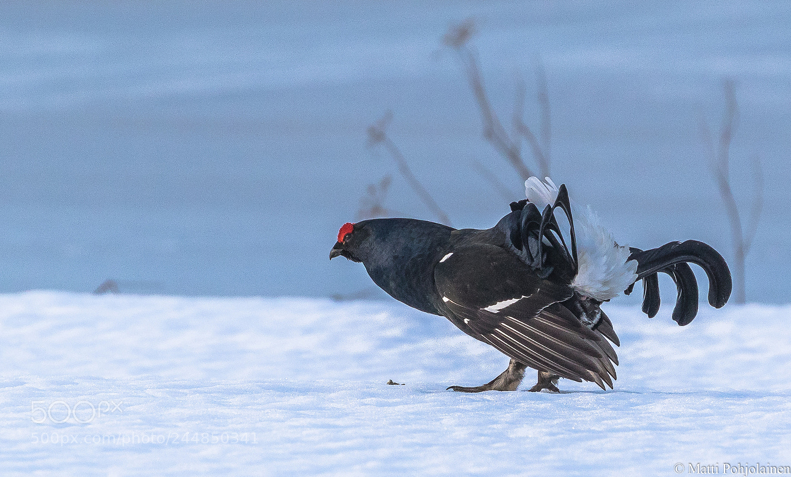 Canon EOS 7D Mark II sample photo. Black grouse photography
