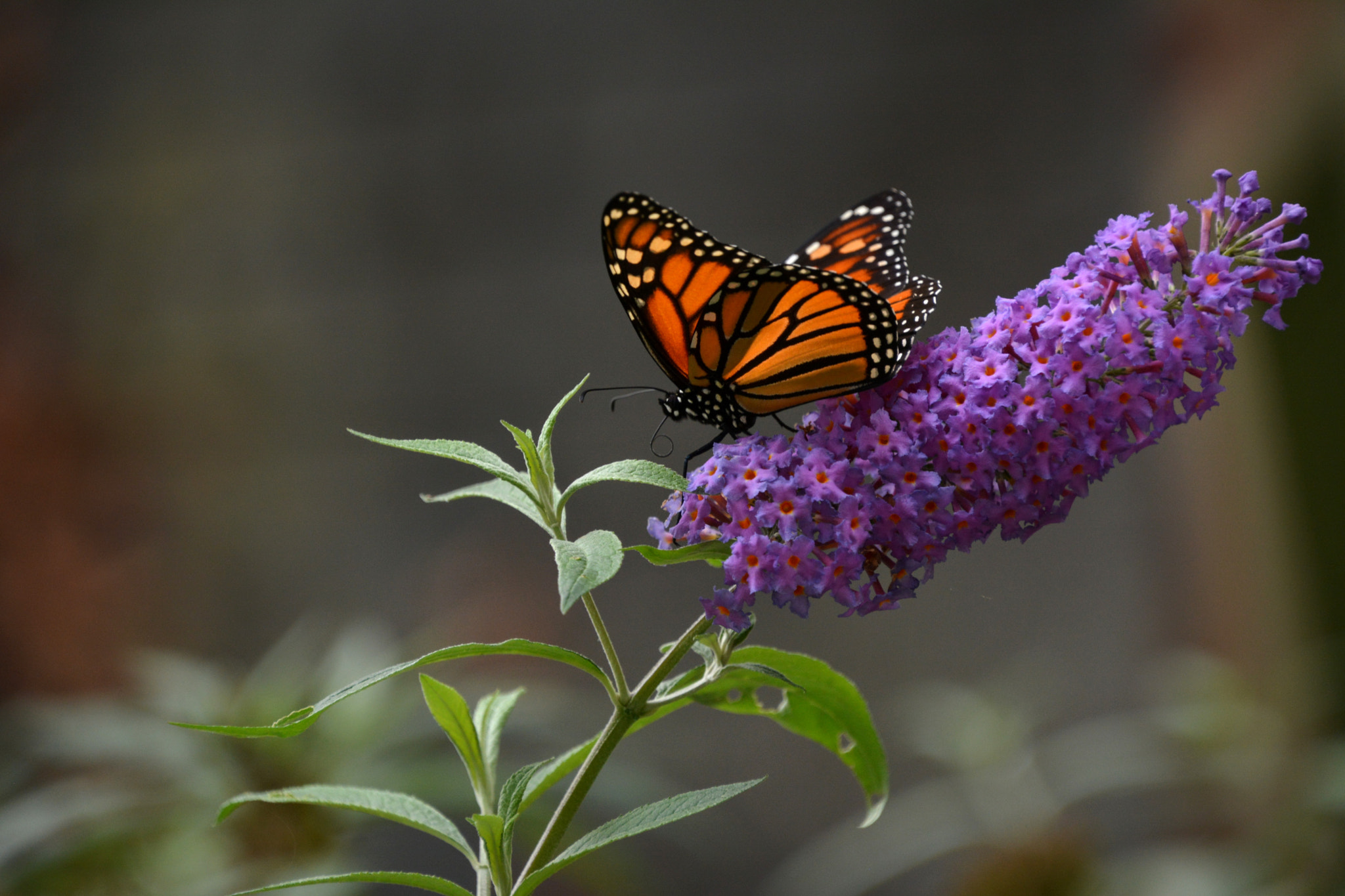 Nikon D7100 sample photo. Monarch photography