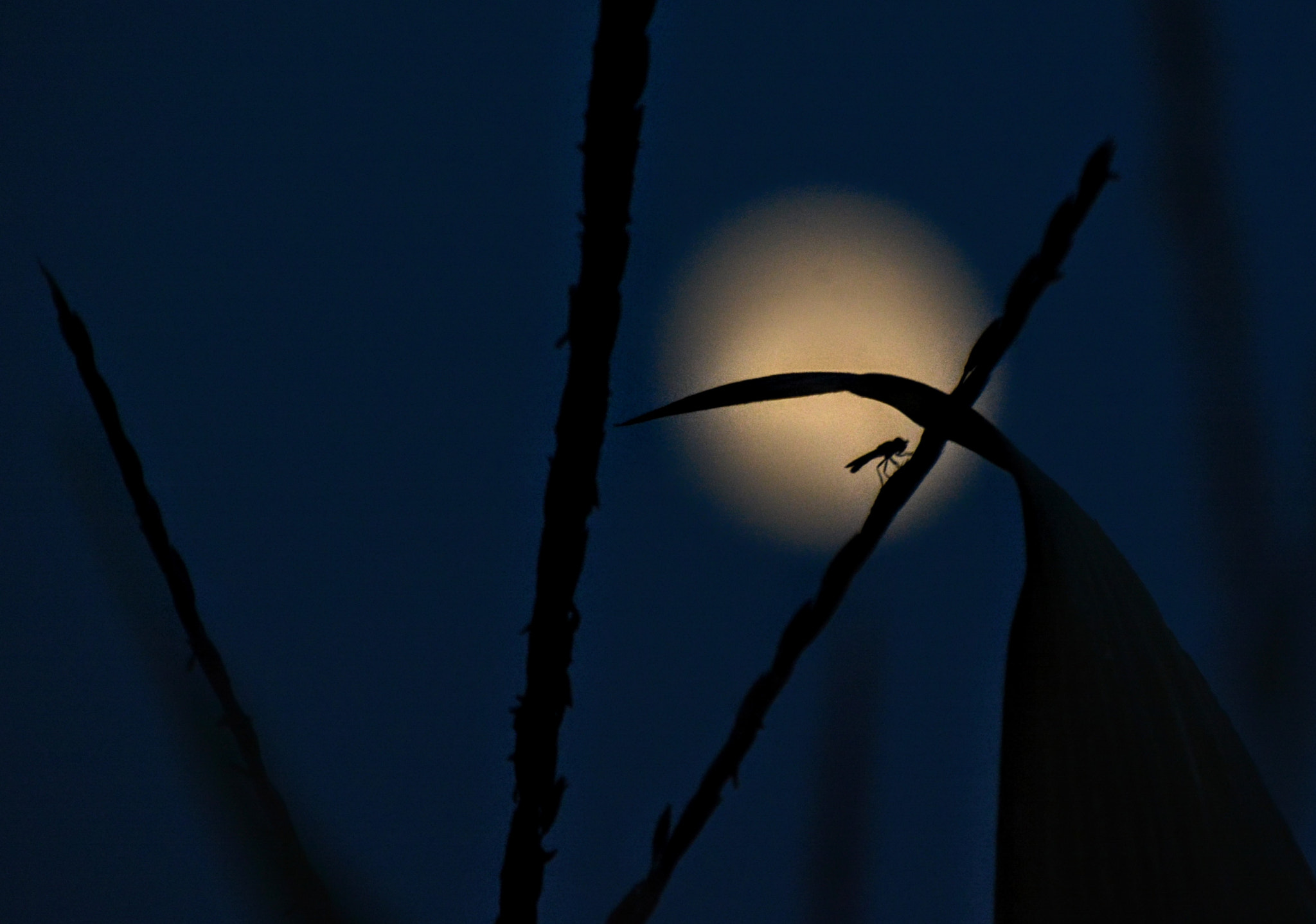 Nikon D7100 sample photo. Fire in frederick photography
