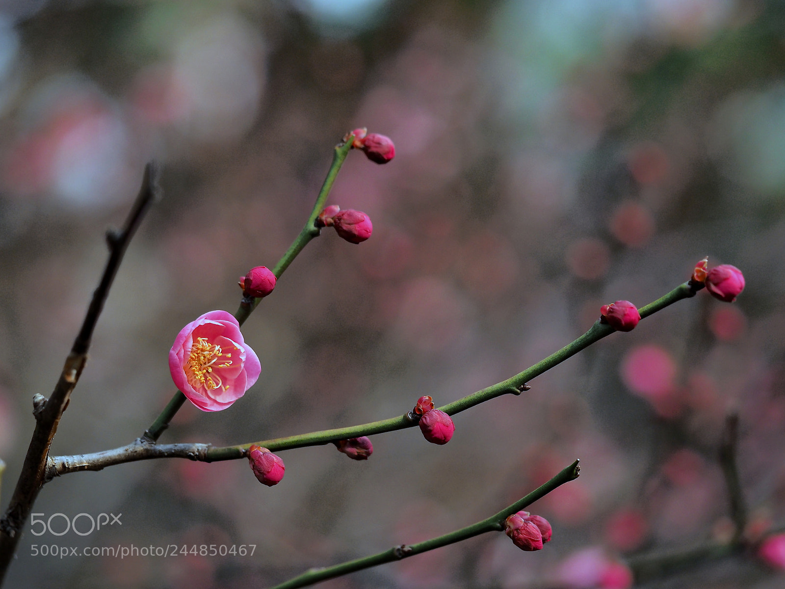 Olympus OM-D E-M1 sample photo. Overture photography