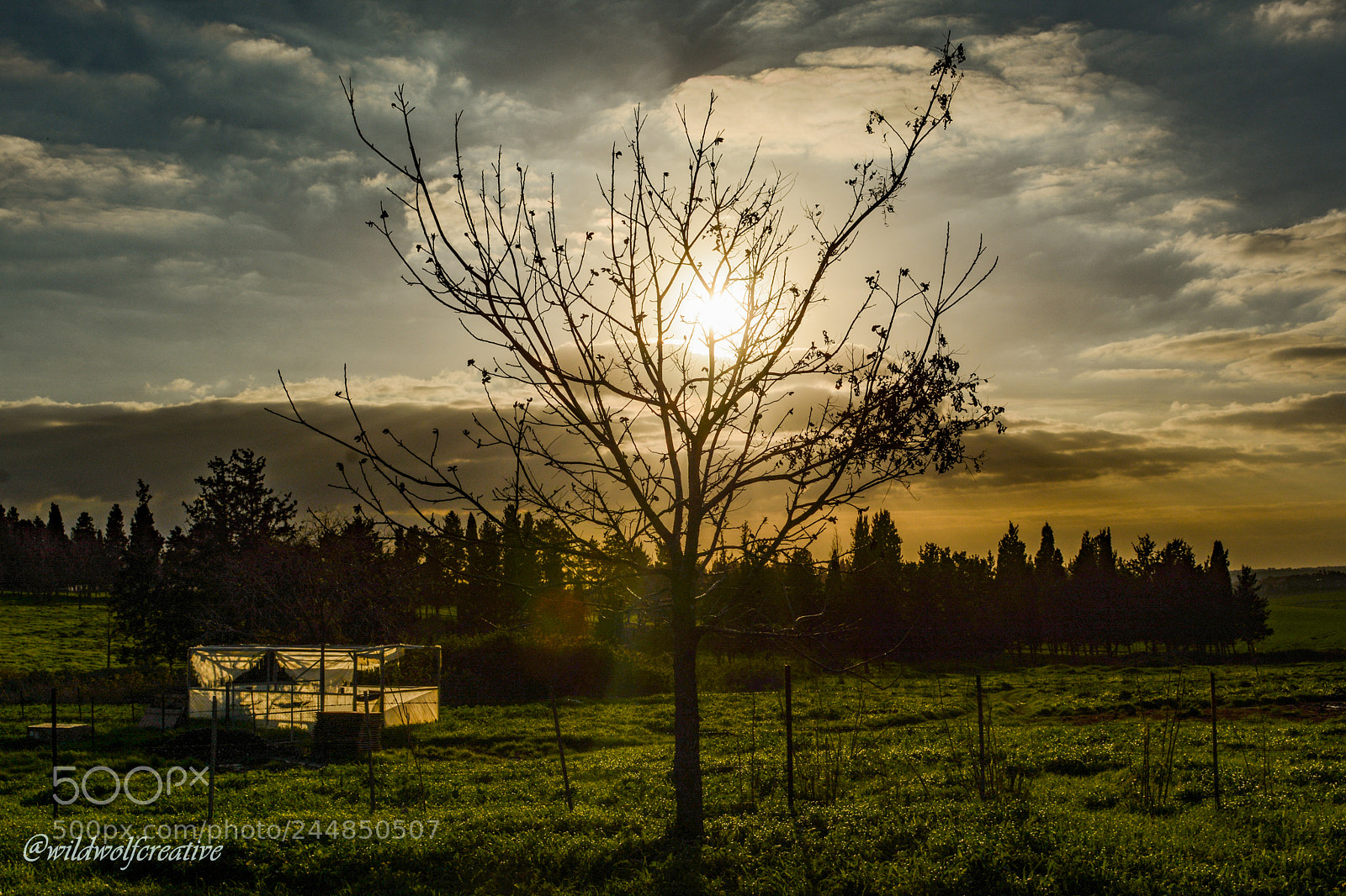 Nikon D7100 sample photo. Sun through tree photography