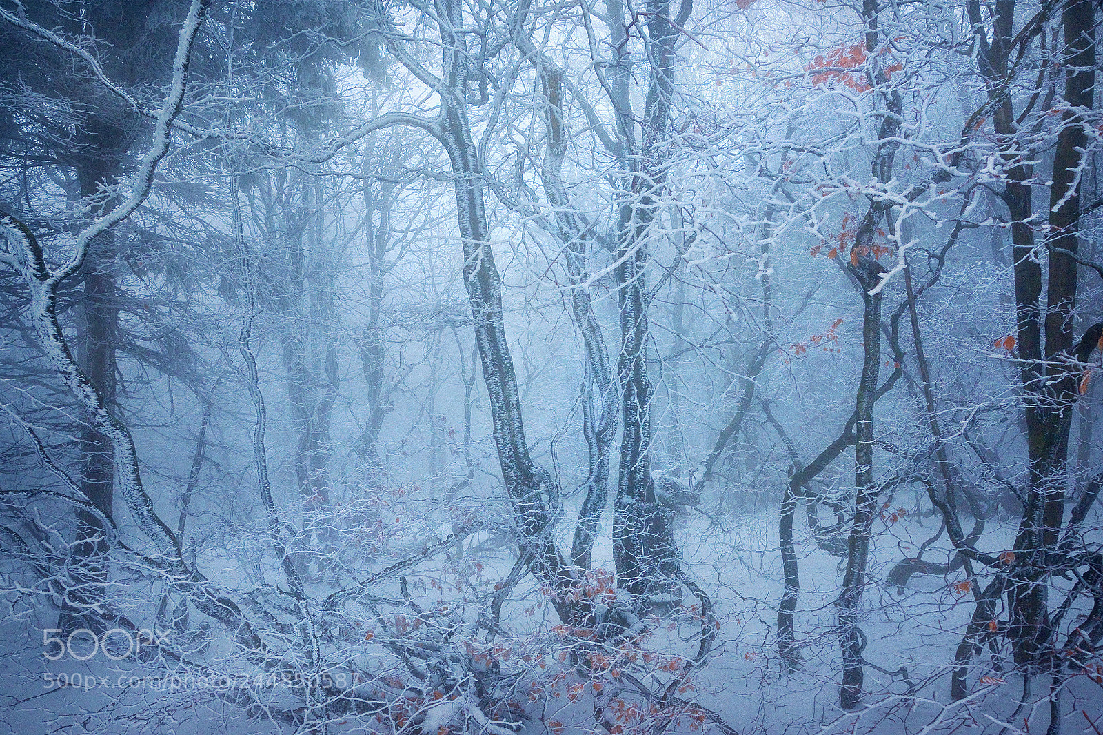 Nikon D3400 sample photo. Fairytale forest photography