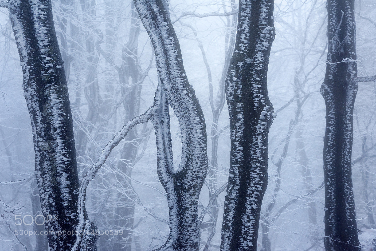 Nikon D3400 sample photo. Frozen trunks photography
