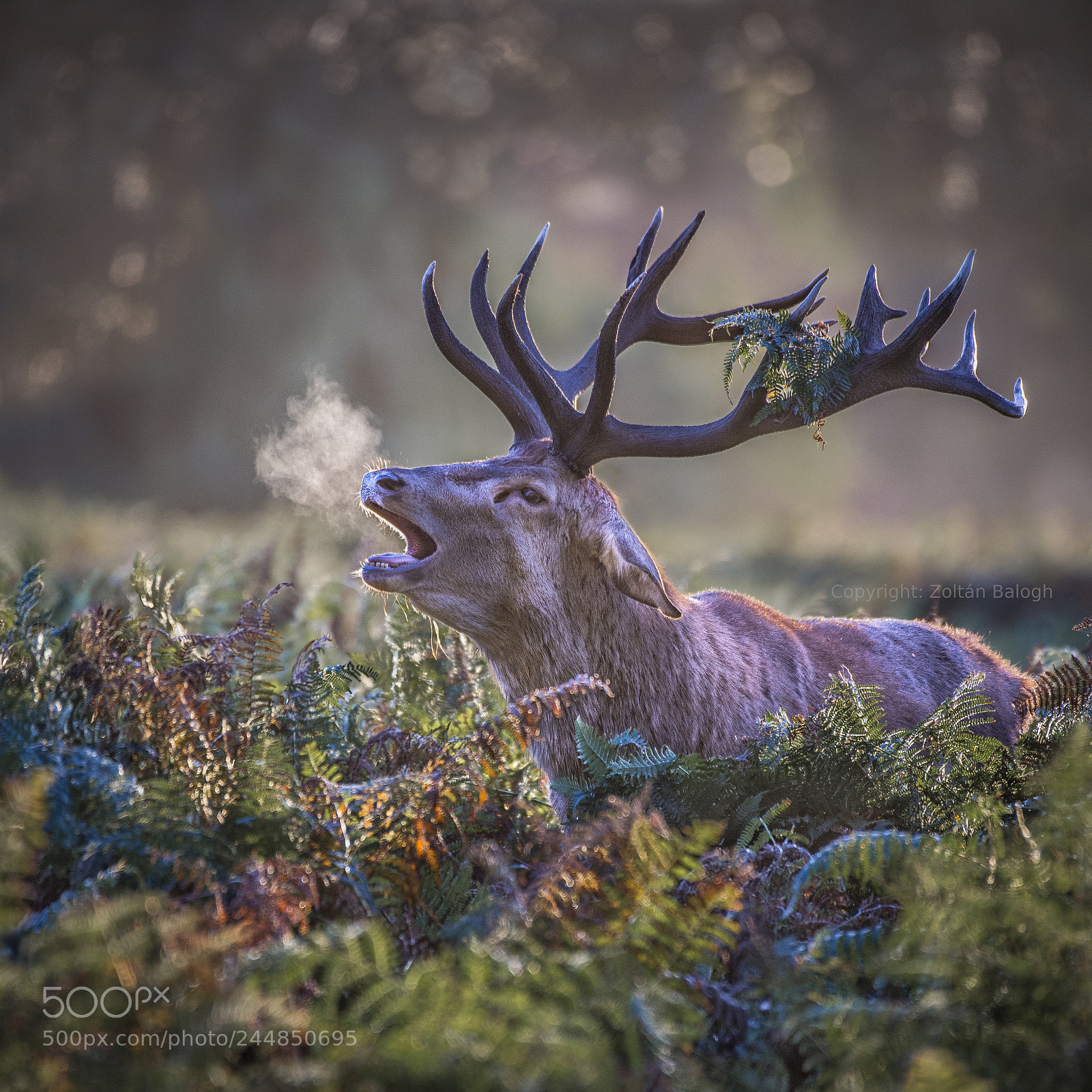 Nikon D800 sample photo. Bellowing stag at dawn photography