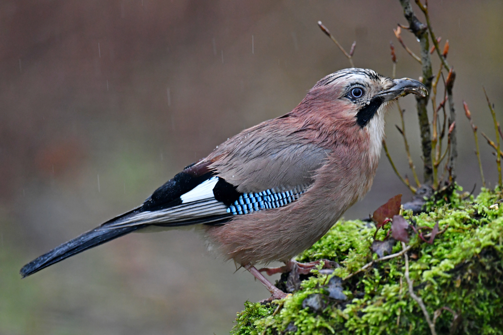 Nikon AF-S Nikkor 600mm F4G ED VR sample photo. Jay in the rain photography