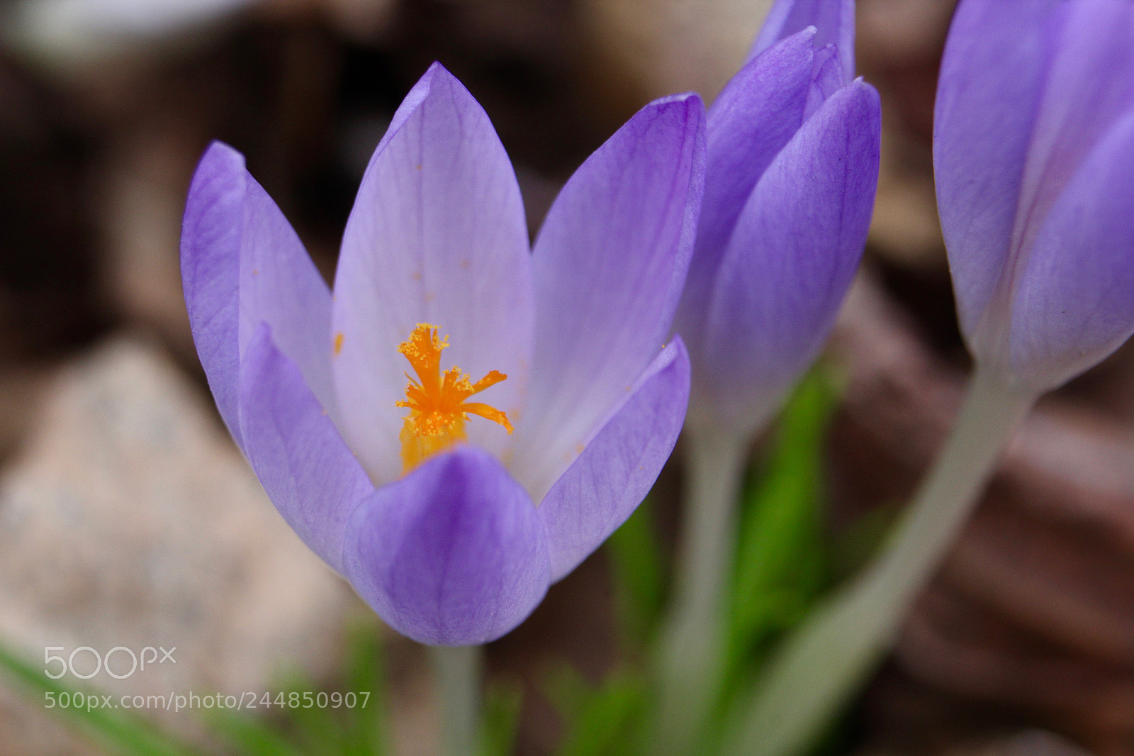 Canon EOS 60D sample photo. A breath of spring photography