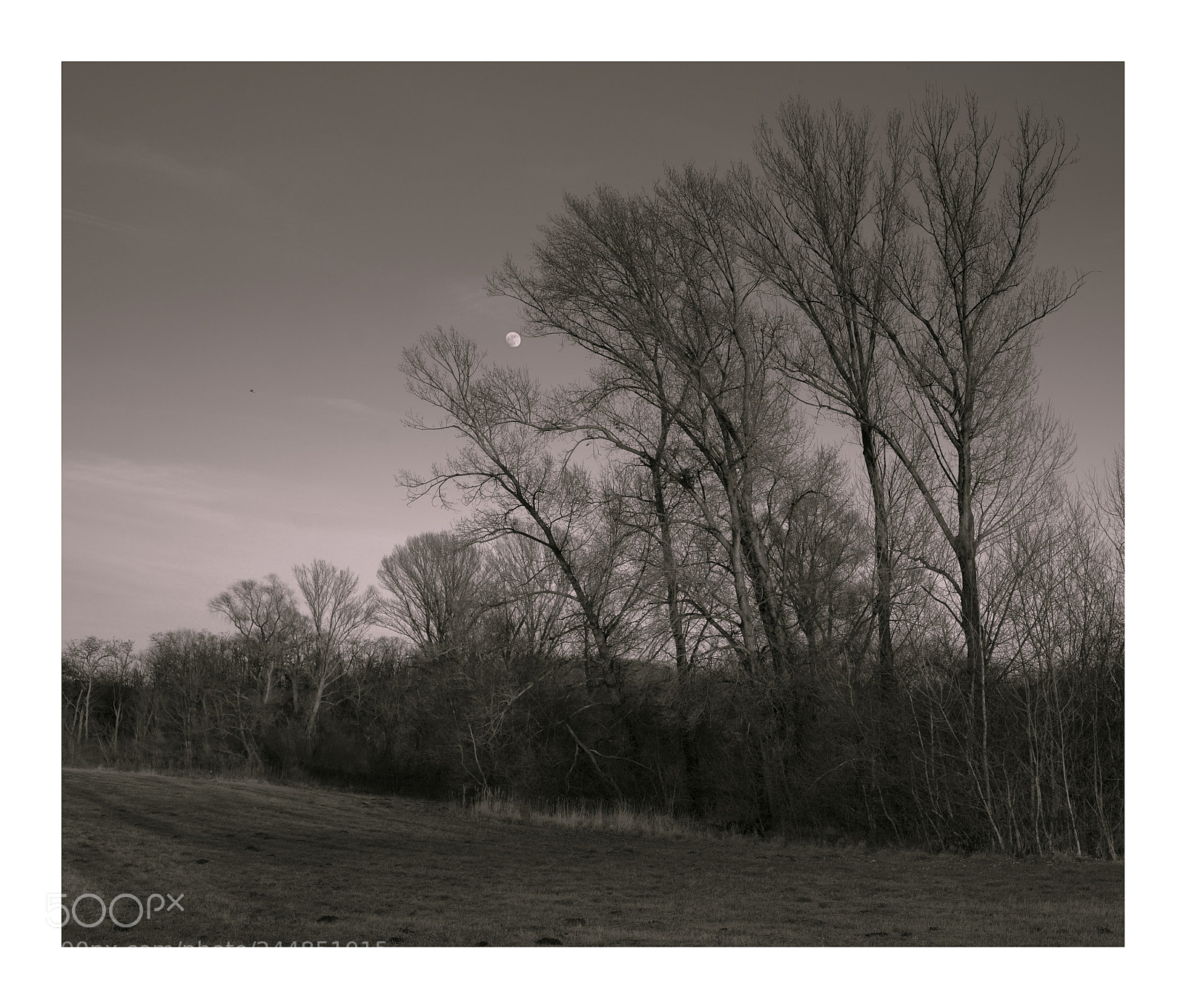 Fujifilm X-E2 sample photo. Trees and  the moon photography