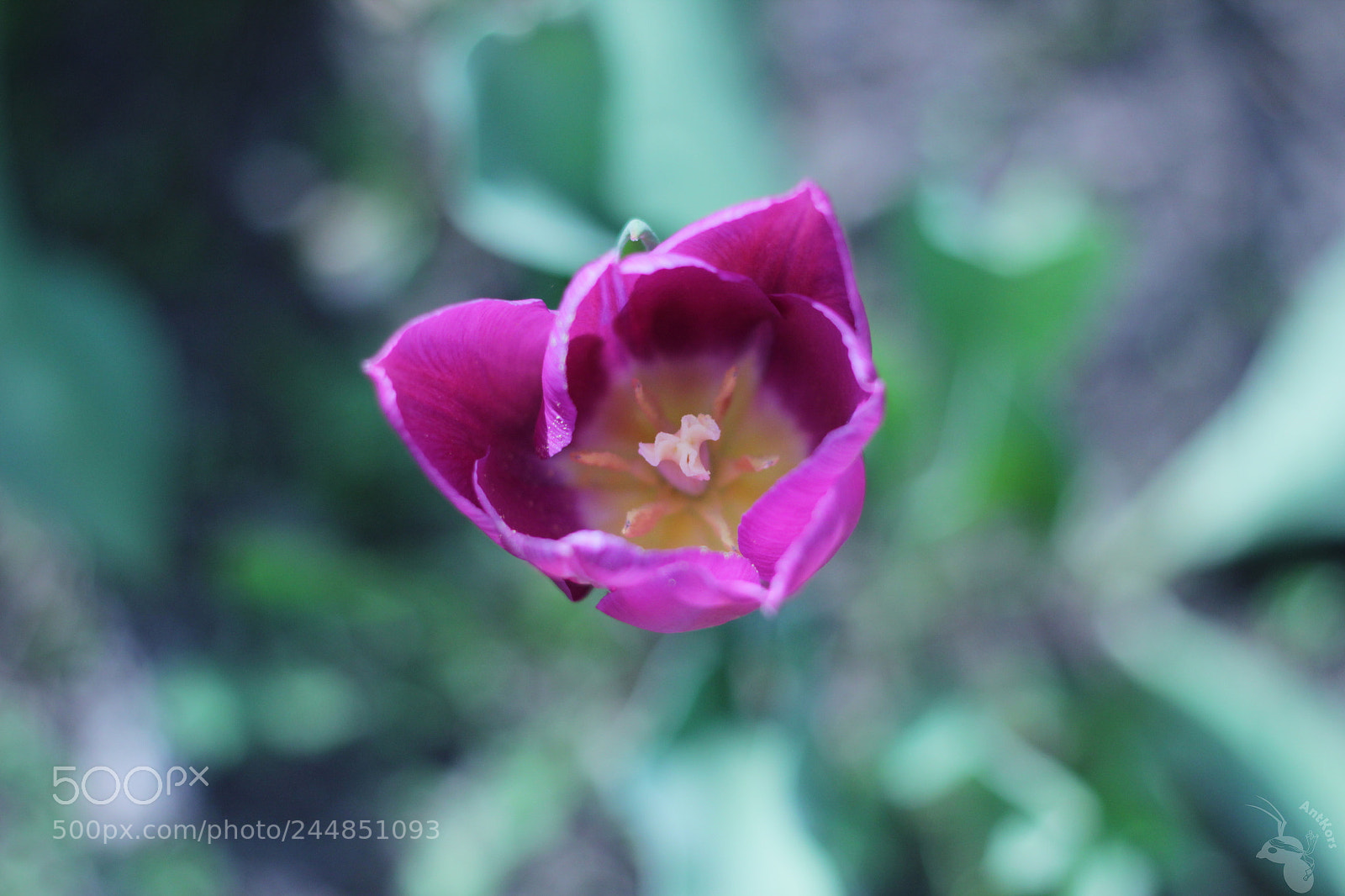 Canon EOS 550D (EOS Rebel T2i / EOS Kiss X4) + Canon EF 50mm F1.8 II sample photo. Tulip photography