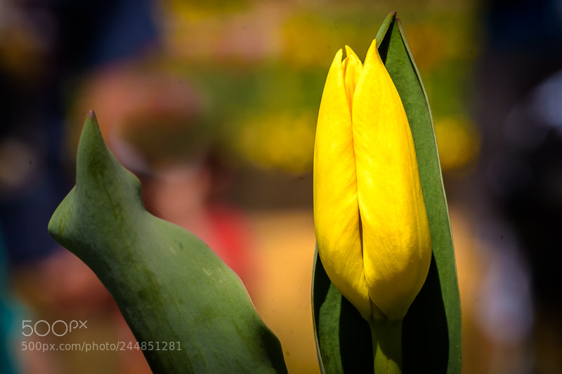 Nikon D7200 sample photo. Yellow tulip photography