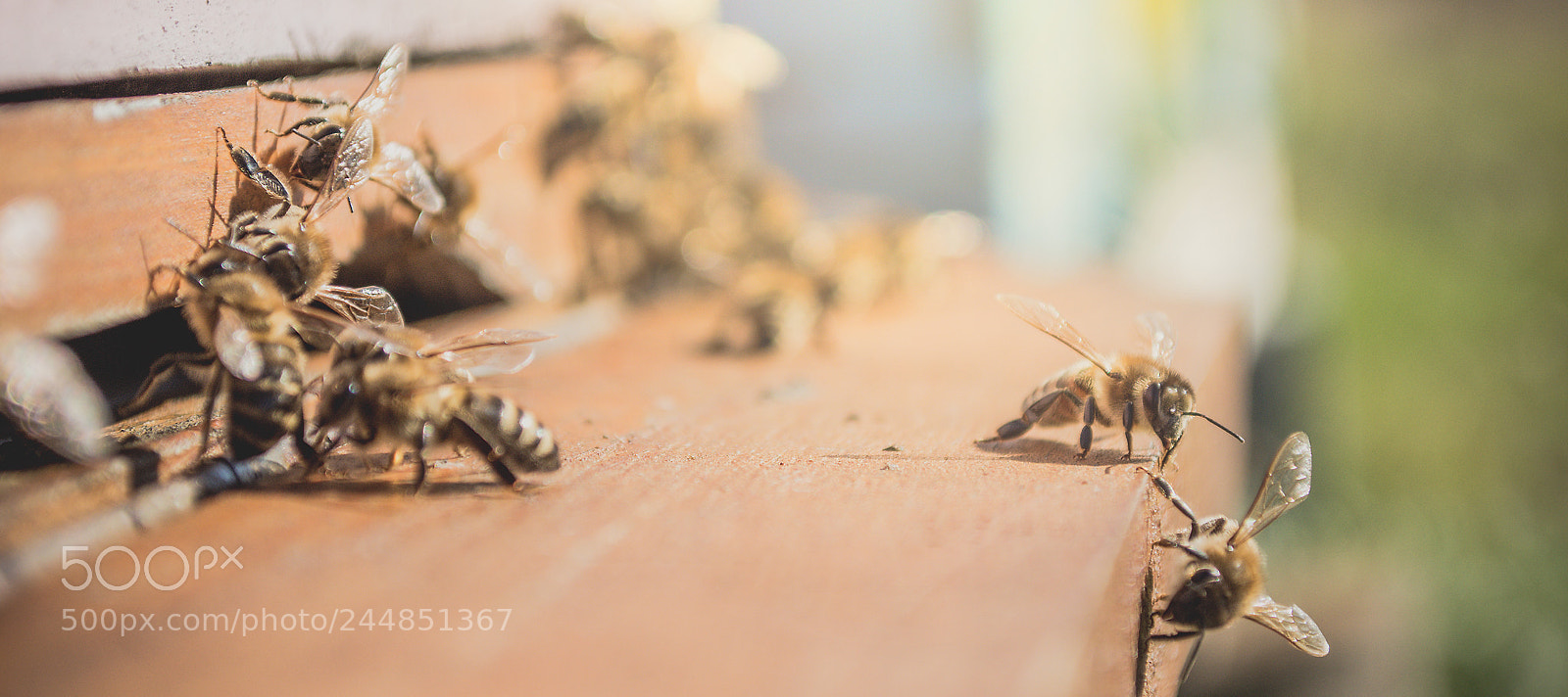 Nikon D7200 sample photo. Lovely bees photography
