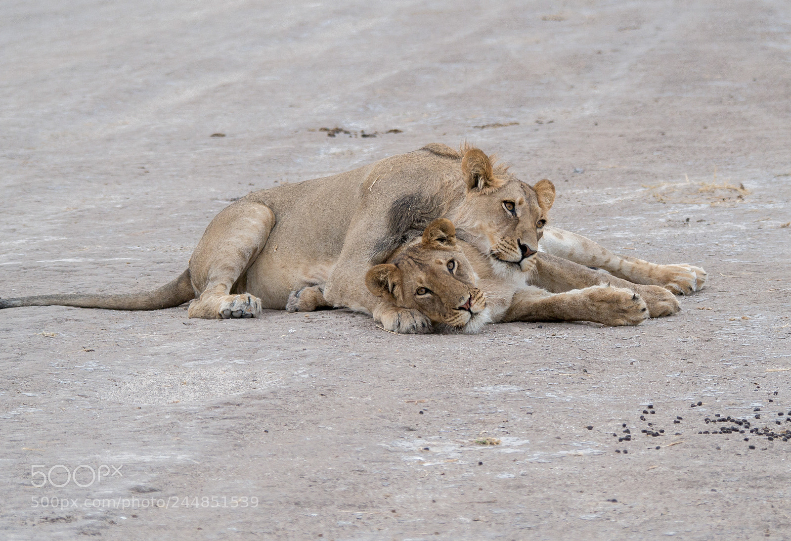 Panasonic DMC-G70 sample photo. Lion brothers and sisters photography