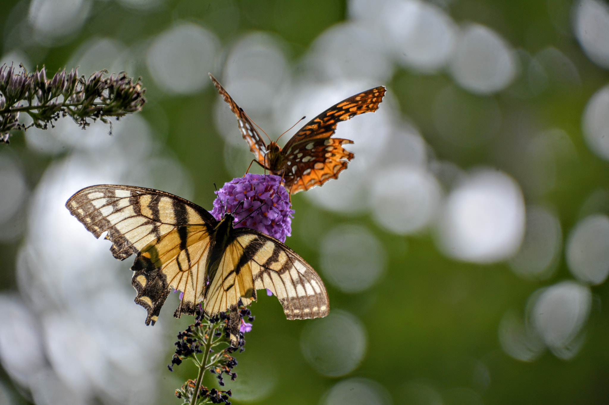 Nikon D7100 sample photo. Butterfly () photography