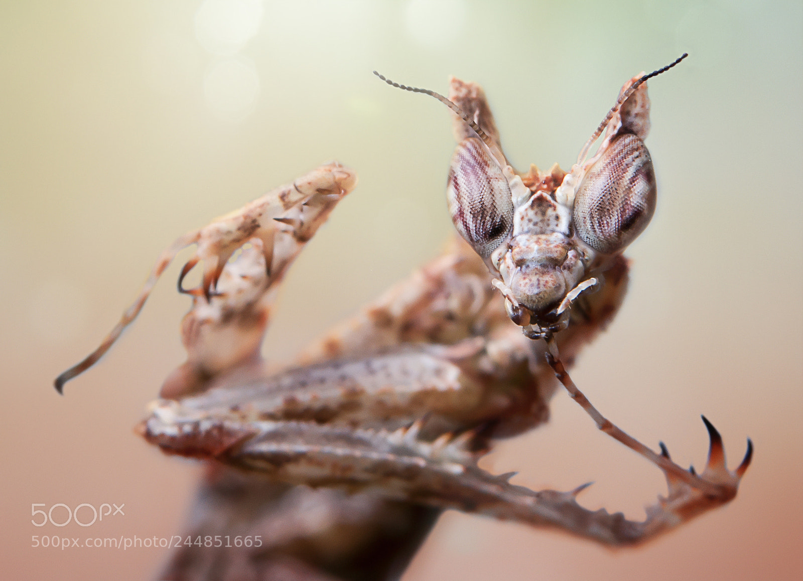 Nikon D810 sample photo. Moss mantis photography
