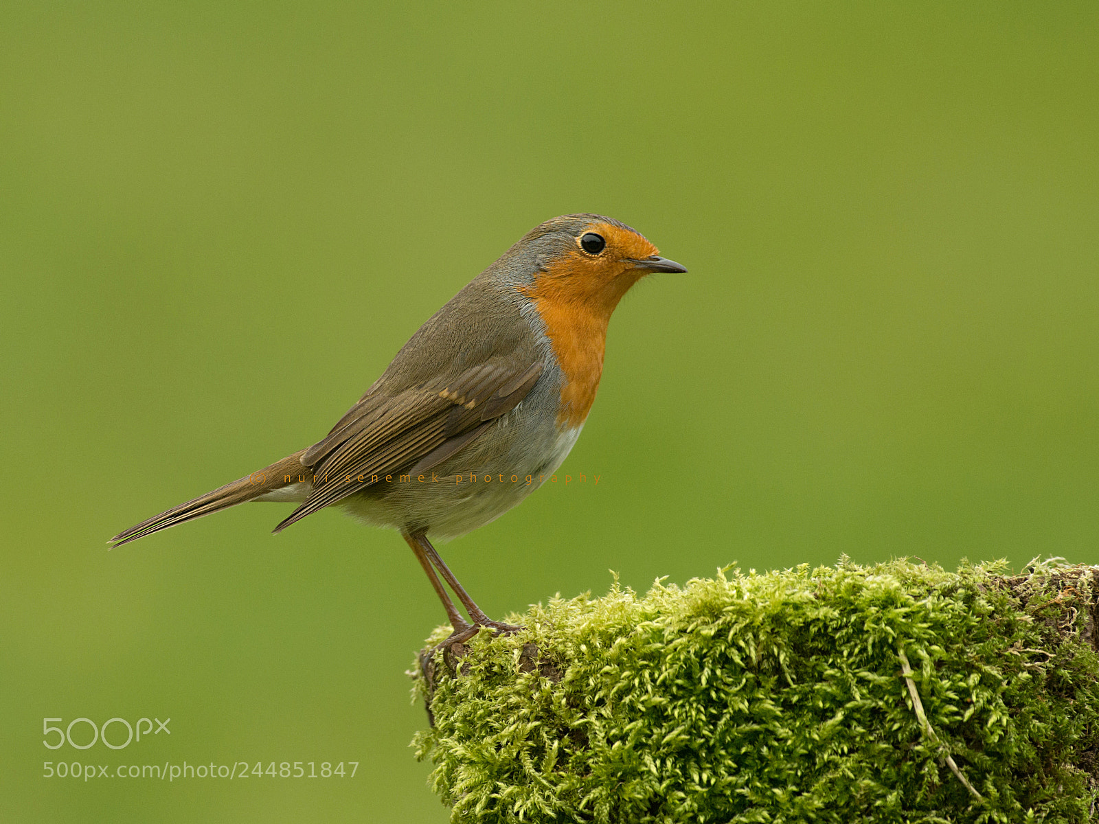 Pentax K-5 IIs sample photo. European robin photography
