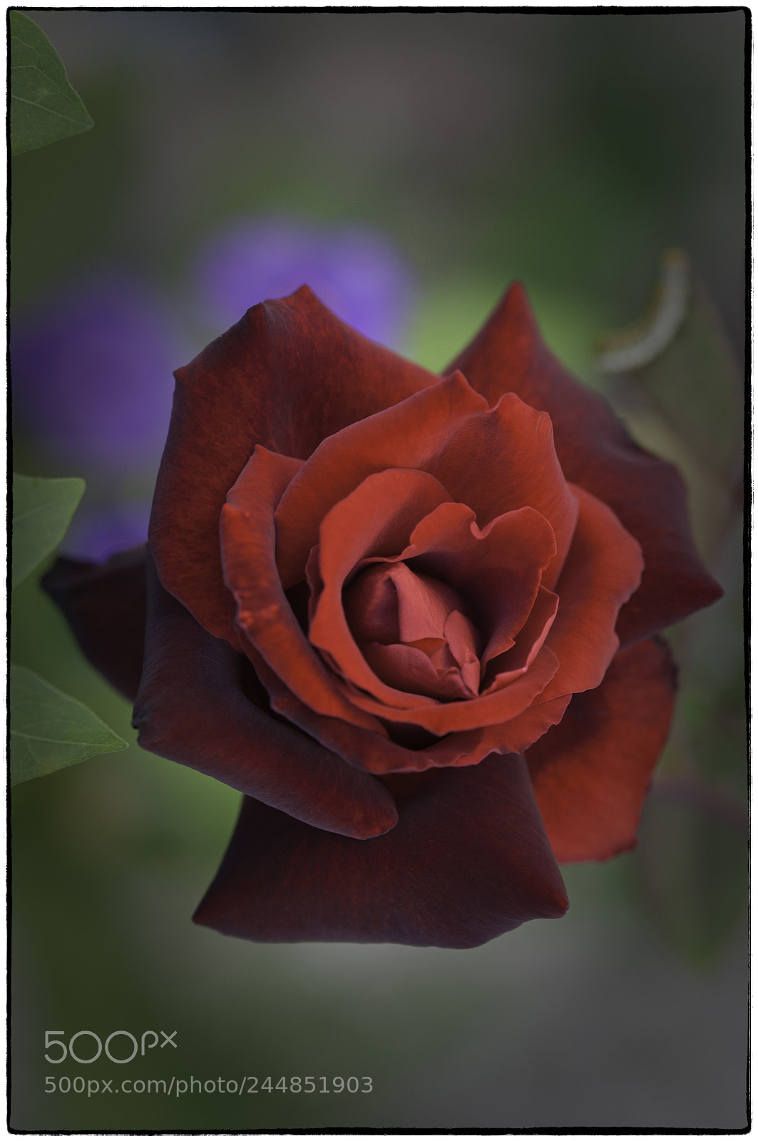Nikon D5000 sample photo. A rose photography