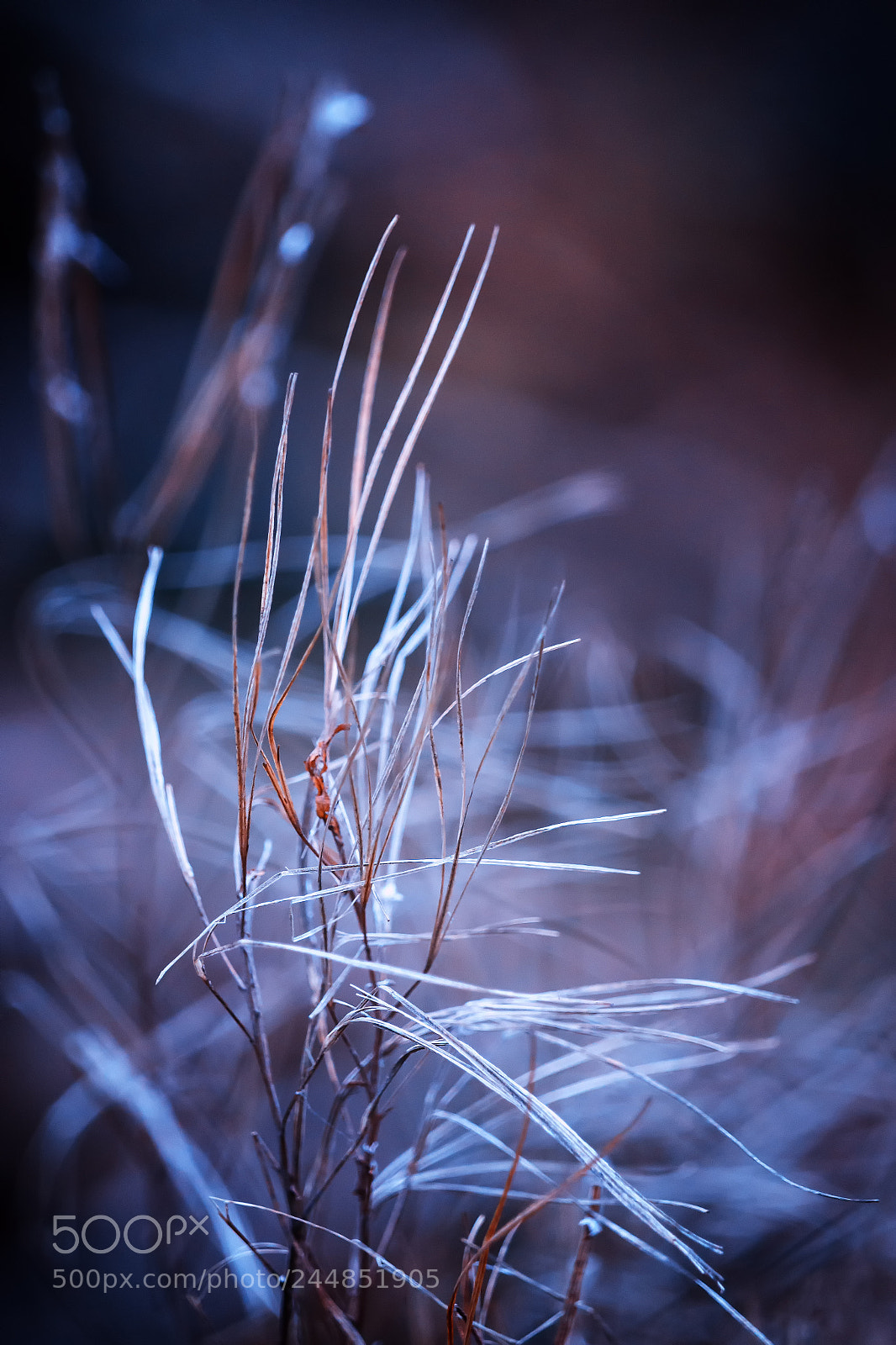 Sony SLT-A99V sample photo. Bad hair day photography
