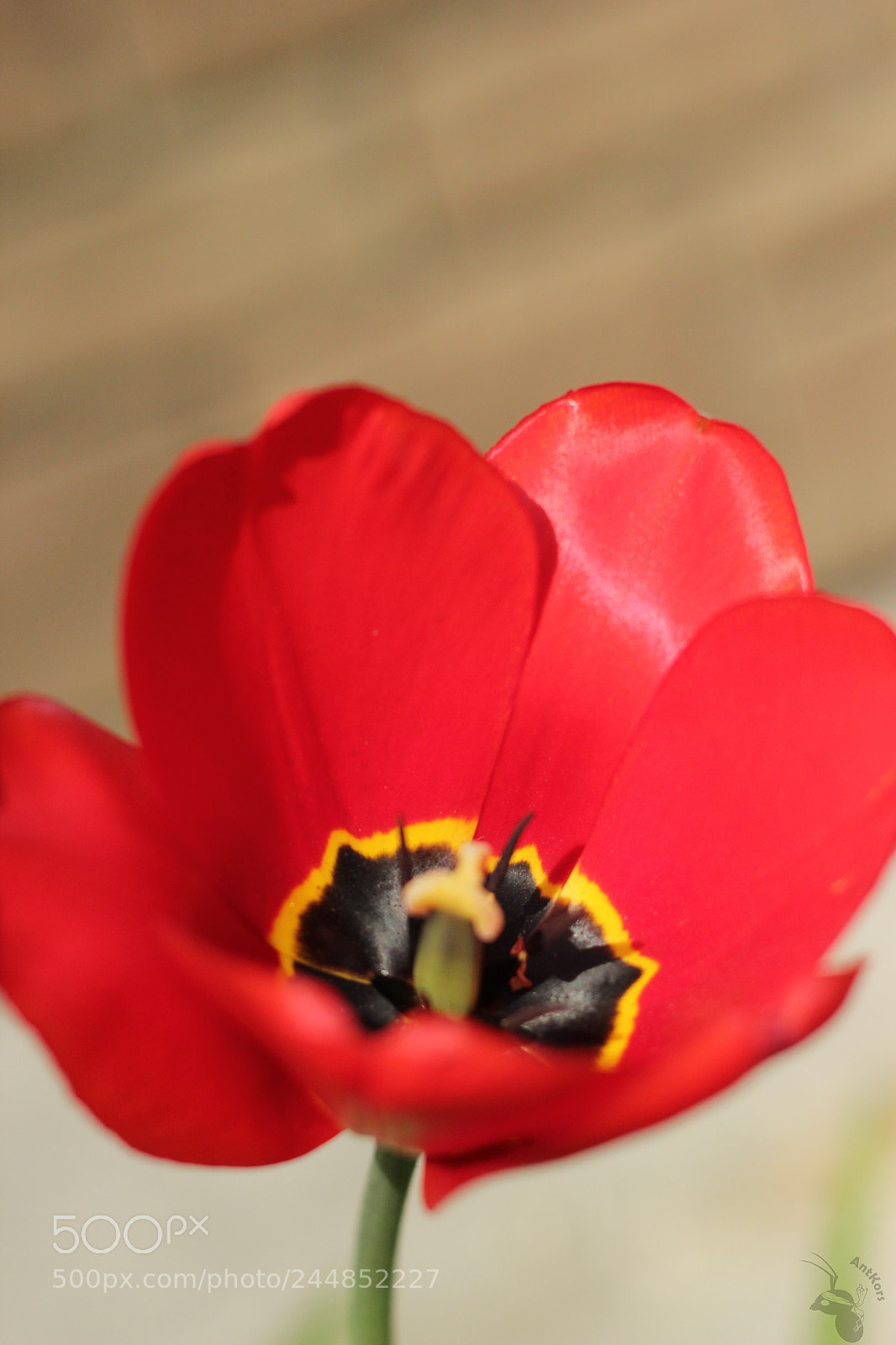 Canon EOS 550D (EOS Rebel T2i / EOS Kiss X4) sample photo. Poppy photography