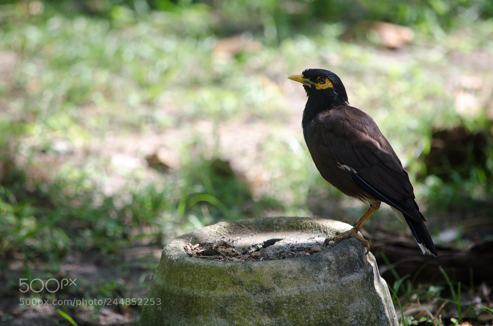 Nikon D5100 sample photo. Common myna photography