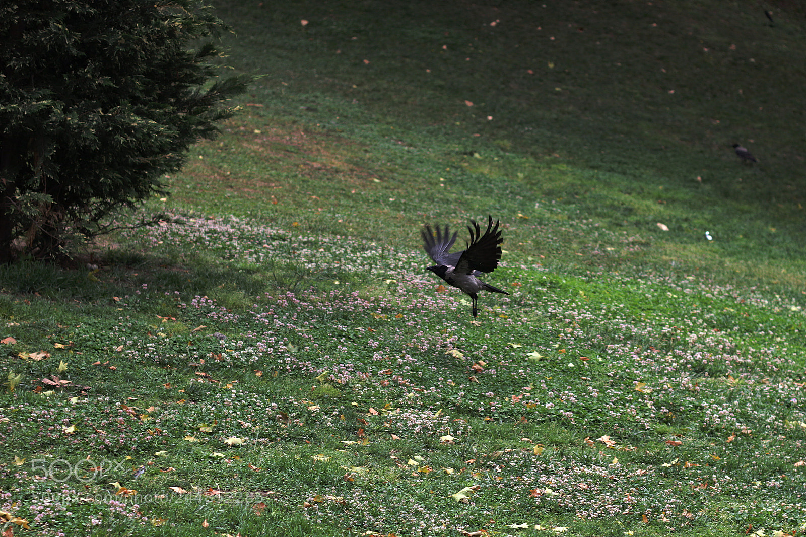 Canon EOS 600D (Rebel EOS T3i / EOS Kiss X5) + Canon EF 50mm F1.8 II sample photo. Majestic crow photography