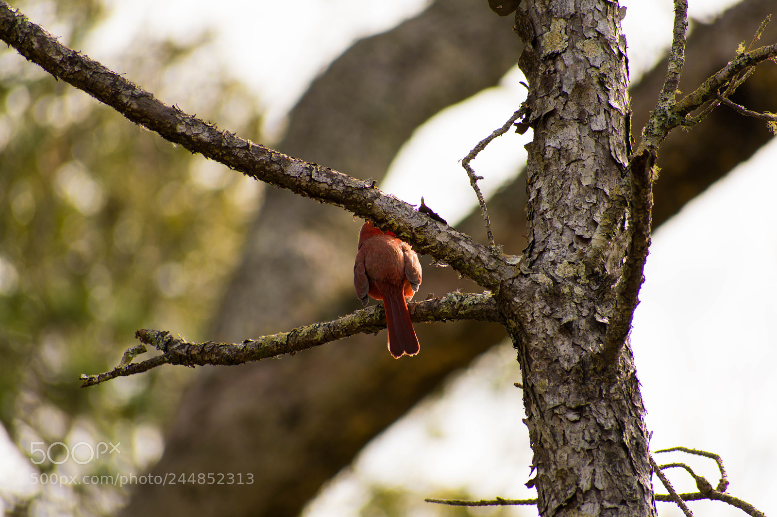 Nikon D3400 sample photo. Perched photography