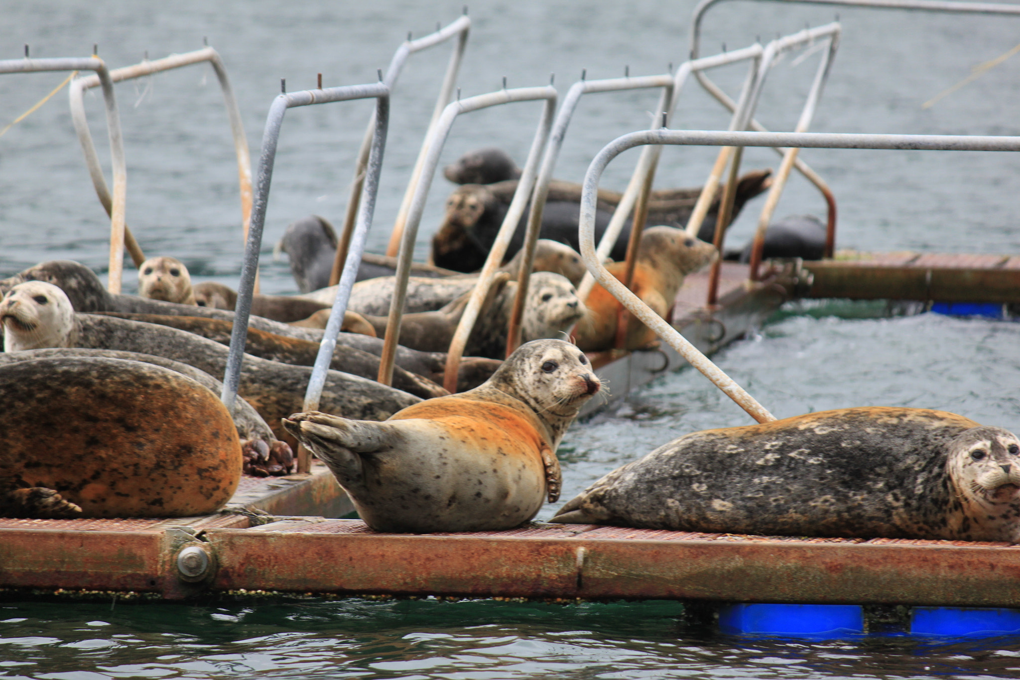Canon EF-S 55-250mm F4-5.6 IS sample photo. Group of seals photography