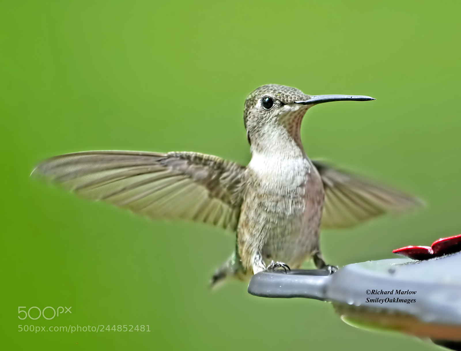 Nikon D5000 sample photo. Hummingbird photography