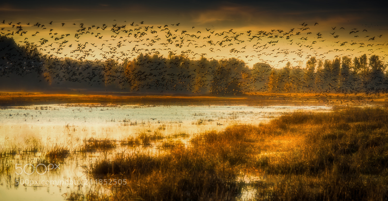 Nikon D7000 sample photo. Sky full of geese photography