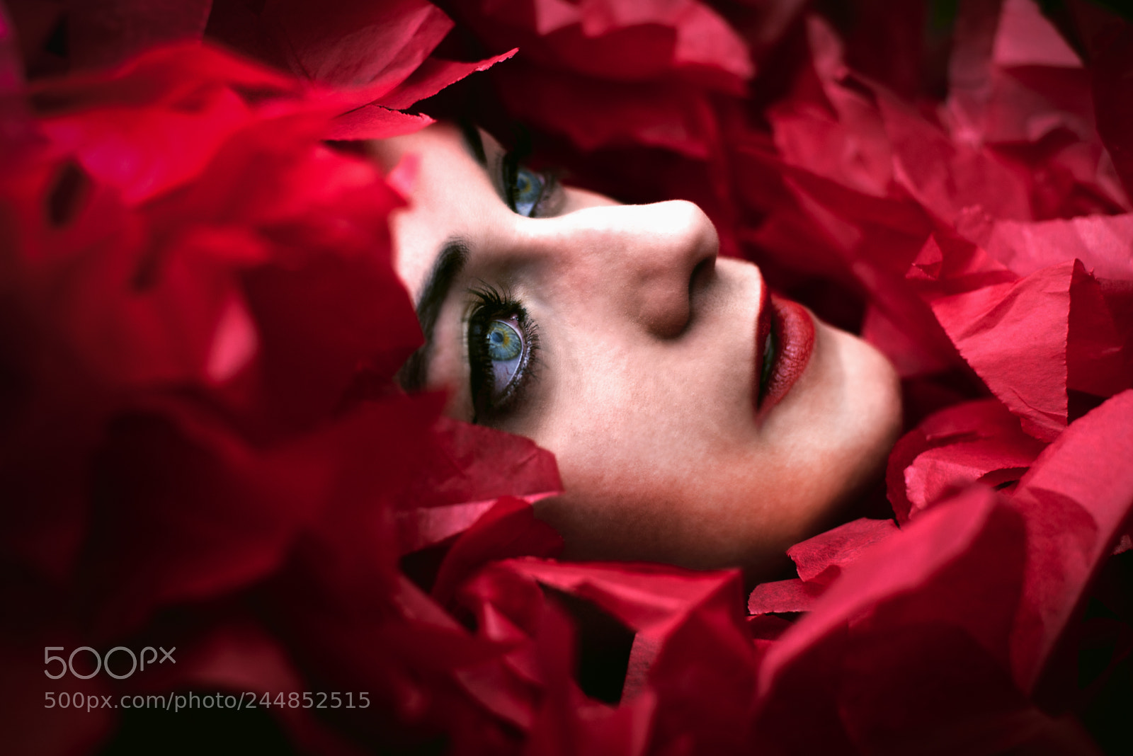 Nikon D600 sample photo. Red flower portrait photography