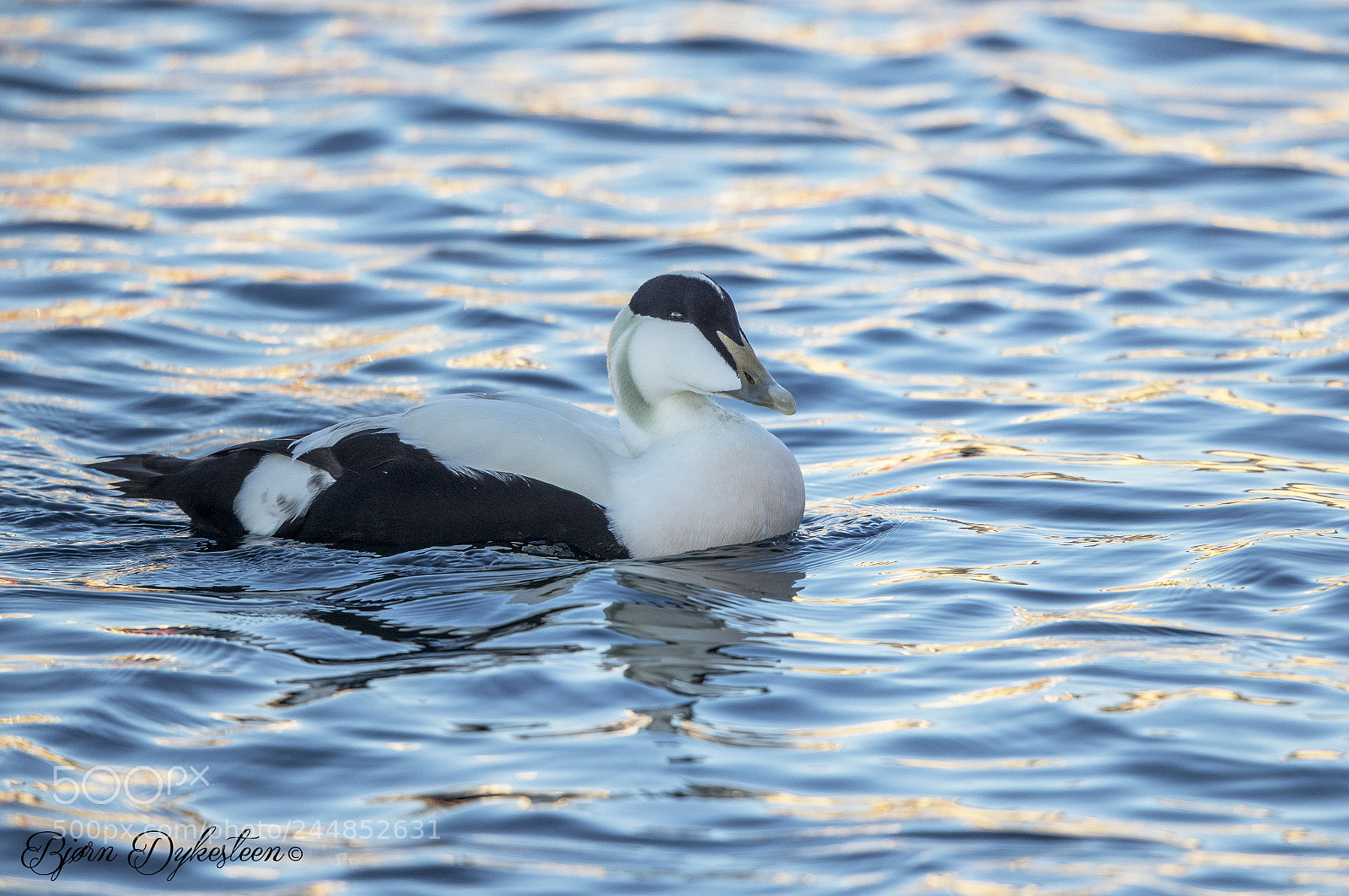 Canon EOS-1D X Mark II sample photo. Common eider photography