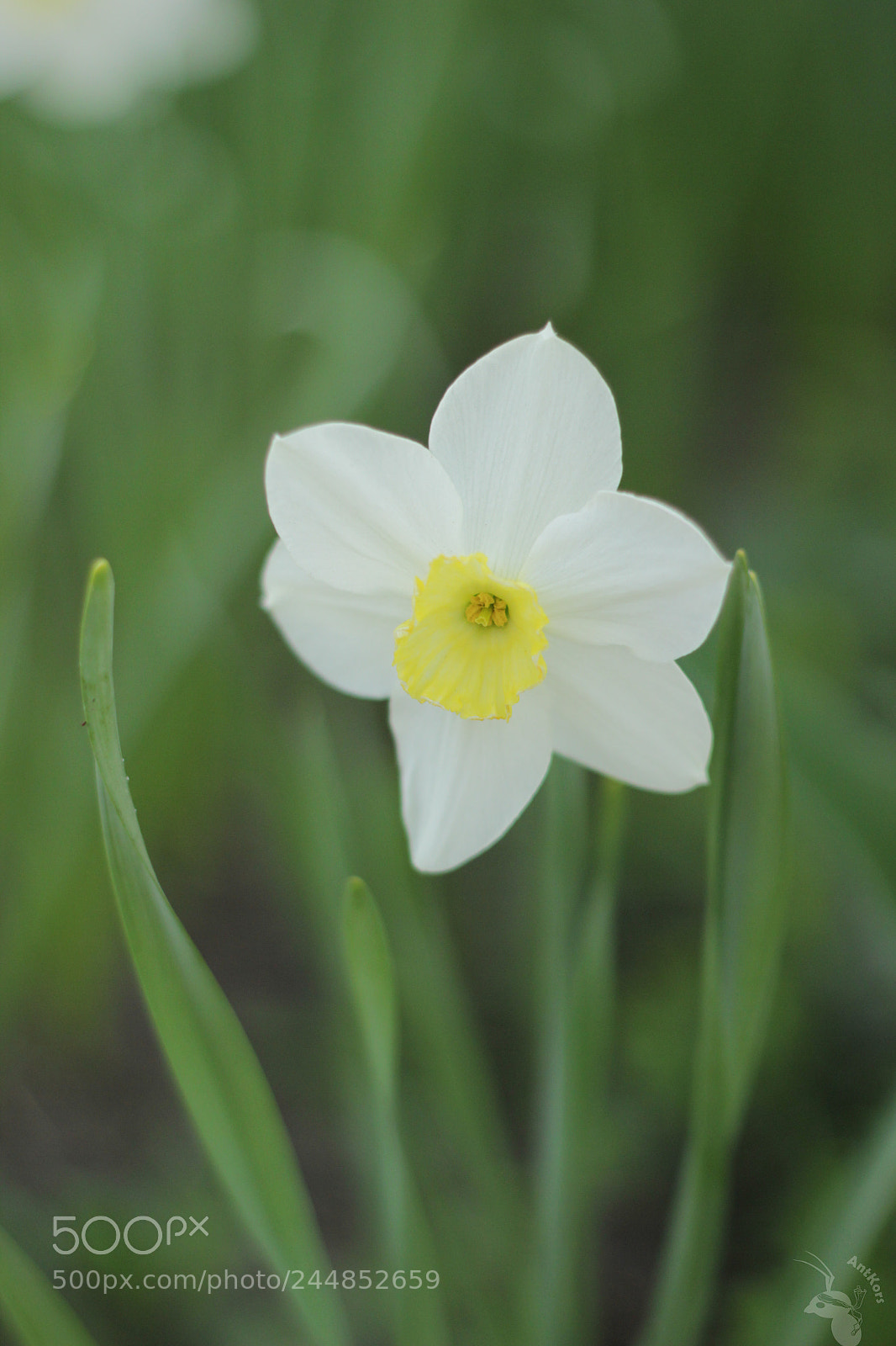 Canon EOS 550D (EOS Rebel T2i / EOS Kiss X4) sample photo. Flower photography