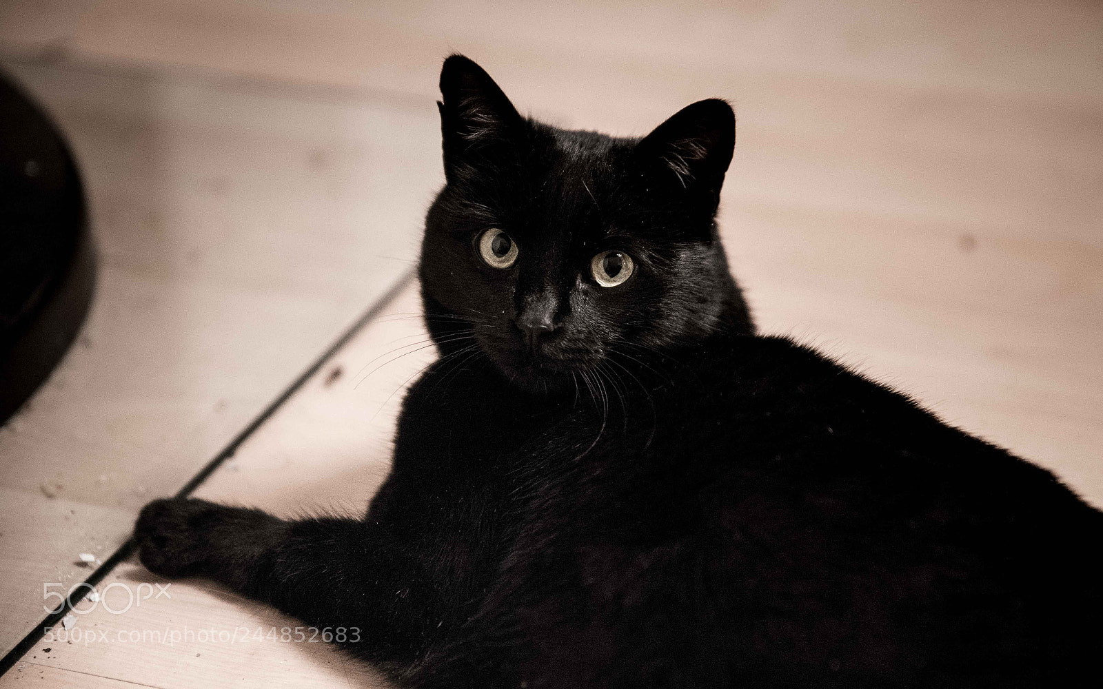 Nikon D610 sample photo. Untitled photography