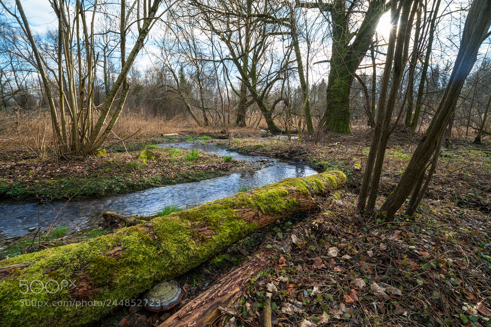 Sony a7R II sample photo. Red mushroom photography