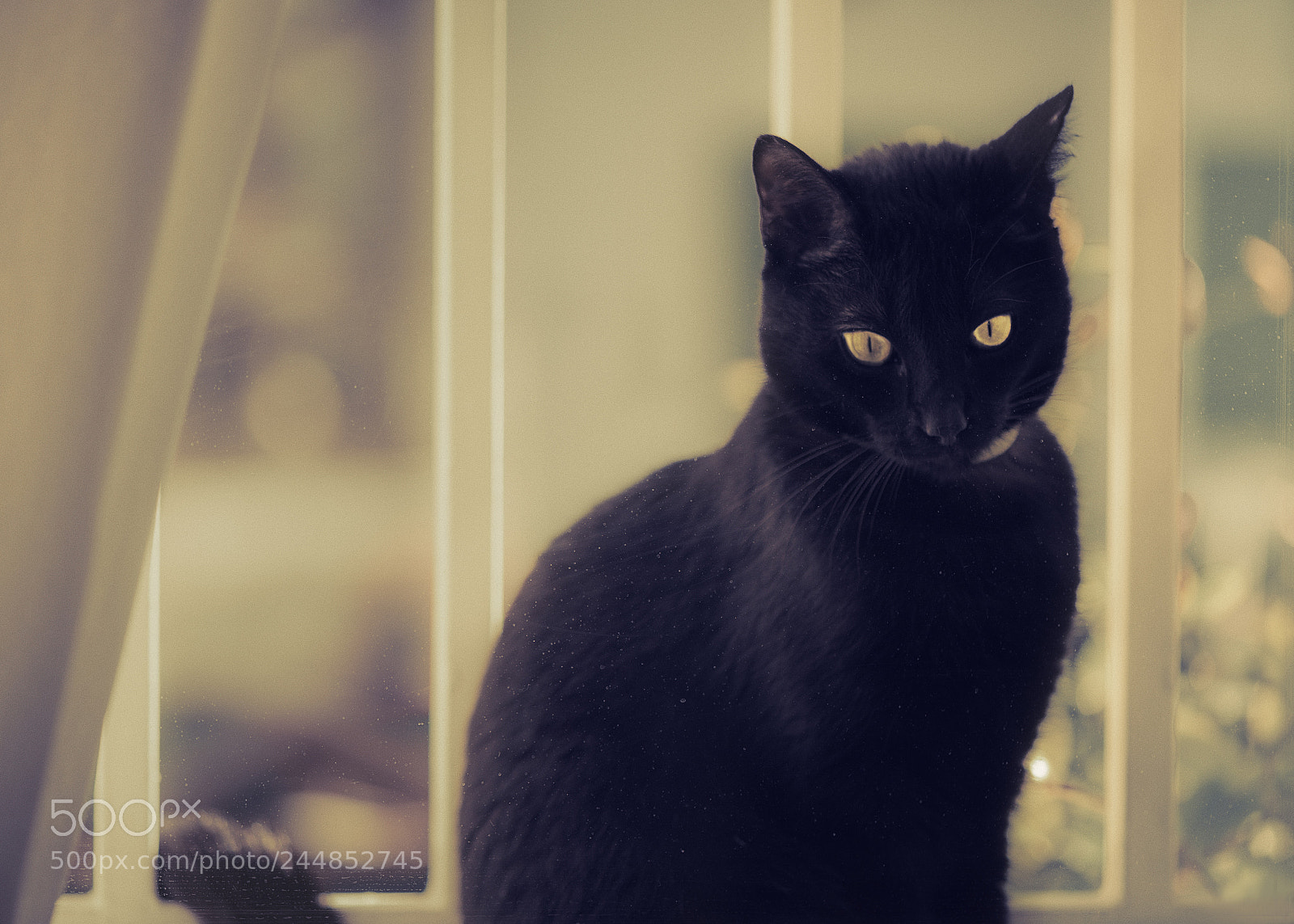 Nikon D600 sample photo. Panther in my window photography