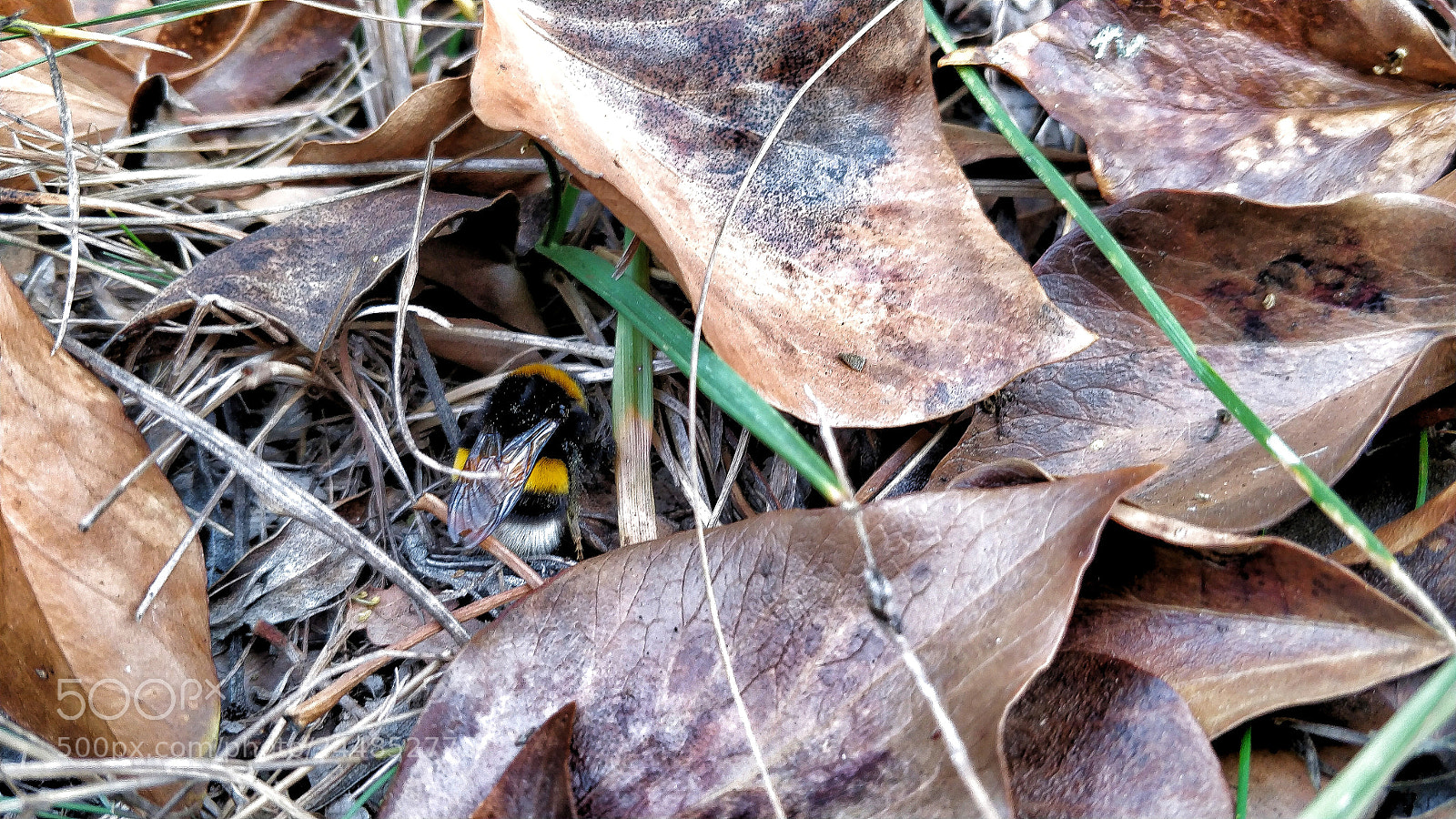 OnePlus 5 sample photo. Bumblebzzzzzzz photography