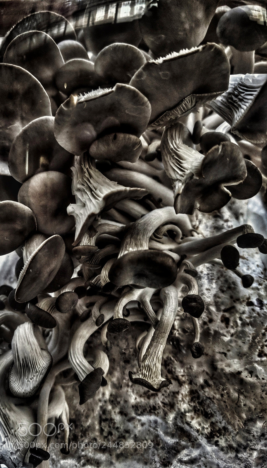 Google Pixel XL sample photo. Fungal phantasm photography