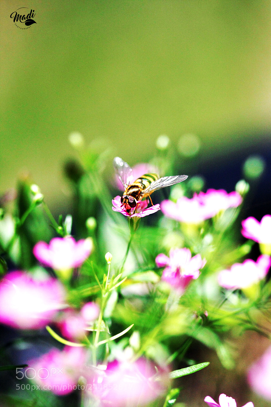 Canon EOS 40D sample photo. Pollinisation photography