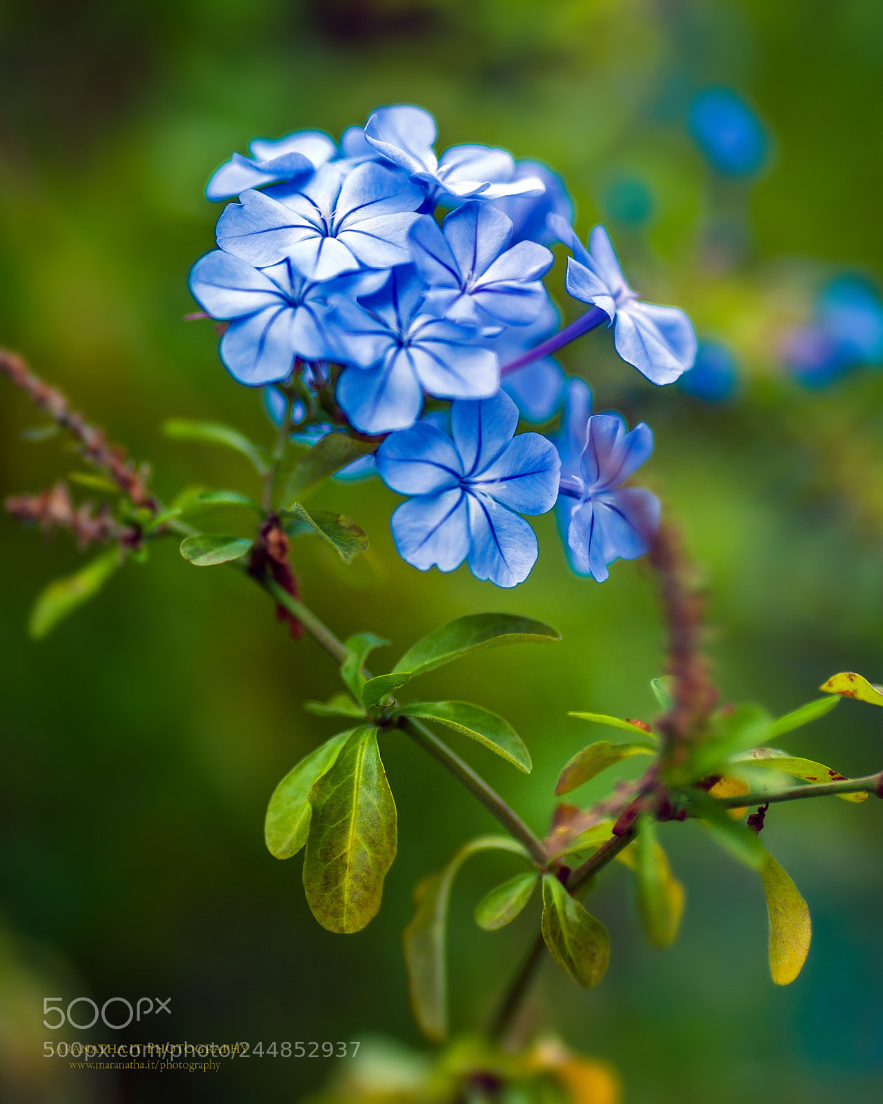 Canon EOS 5D sample photo. Plumbago auriculata photography