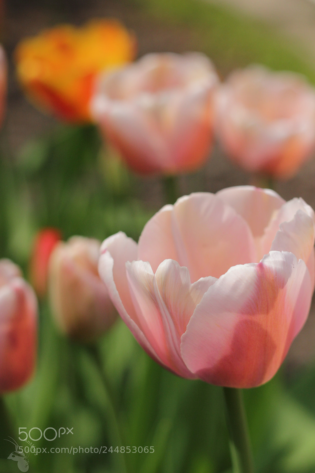 Canon EOS 550D (EOS Rebel T2i / EOS Kiss X4) sample photo. Tulips photography
