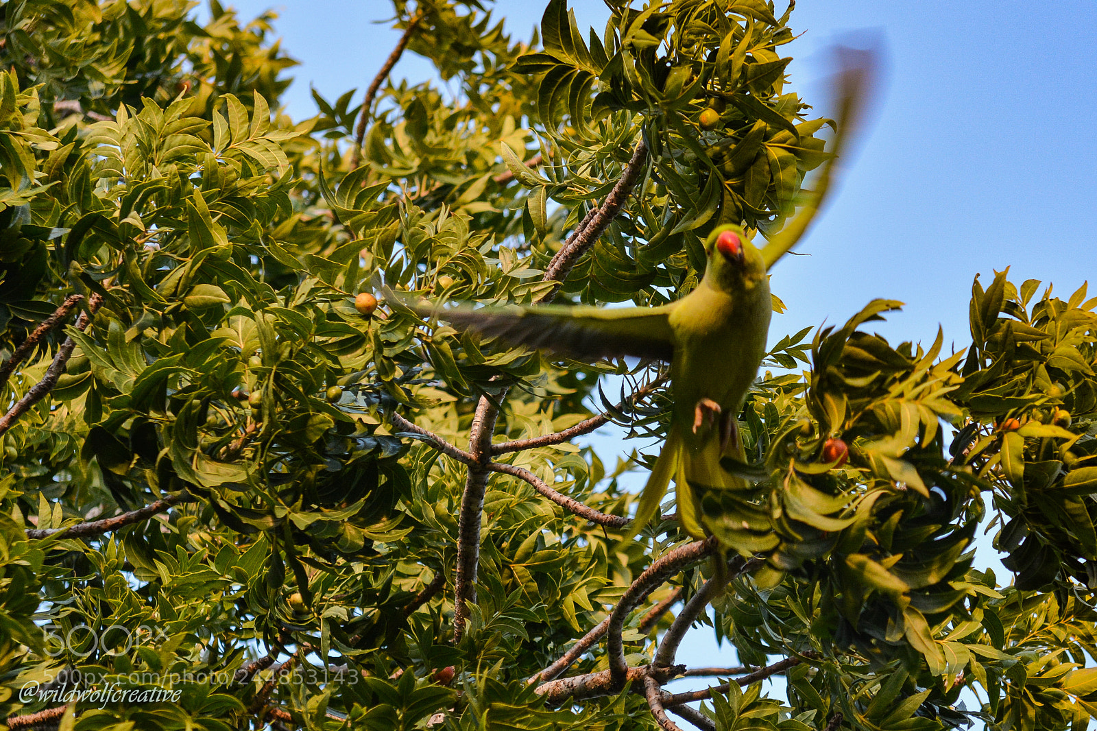 Nikon D7100 sample photo. Monk parakeet in flight photography