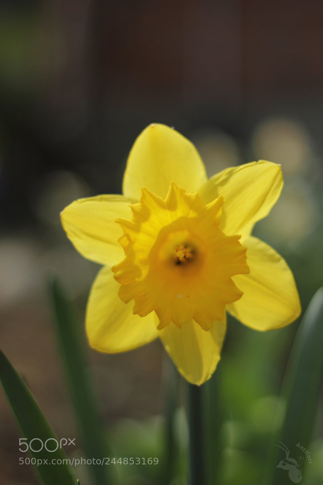 Canon EOS 550D (EOS Rebel T2i / EOS Kiss X4) sample photo. Flower photography